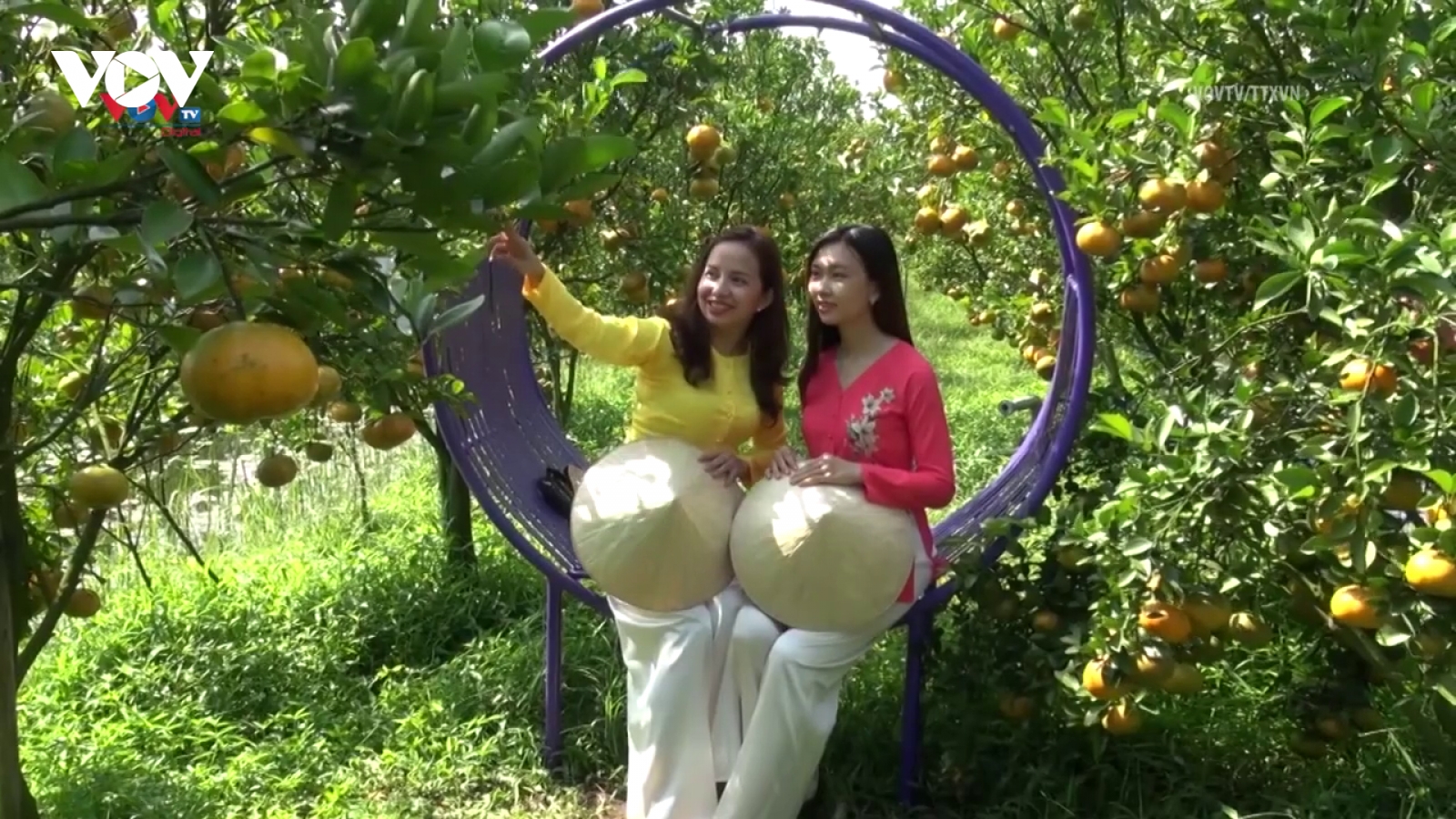 Quýt hồng Lai Vung trĩu cành đón chào du khách