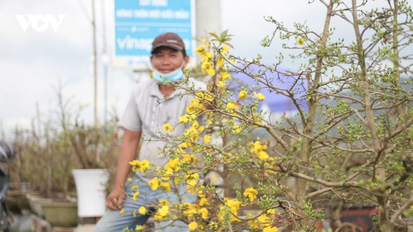 Trầm lắng thị trường mai Tết Bình Định