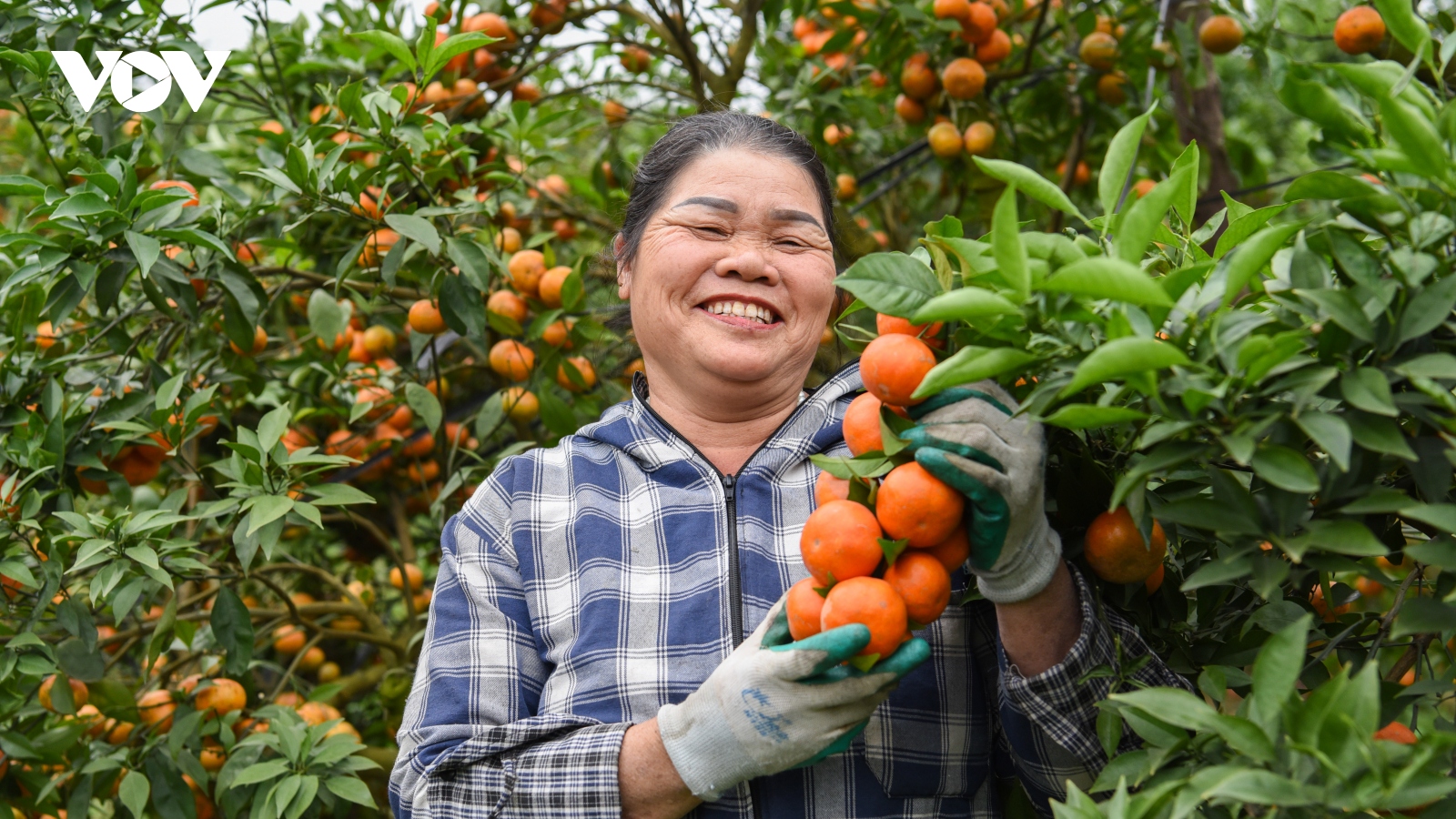 Được mùa được giá, người trồng cam ở Bắc Giang dự kiến thu tiền tỷ