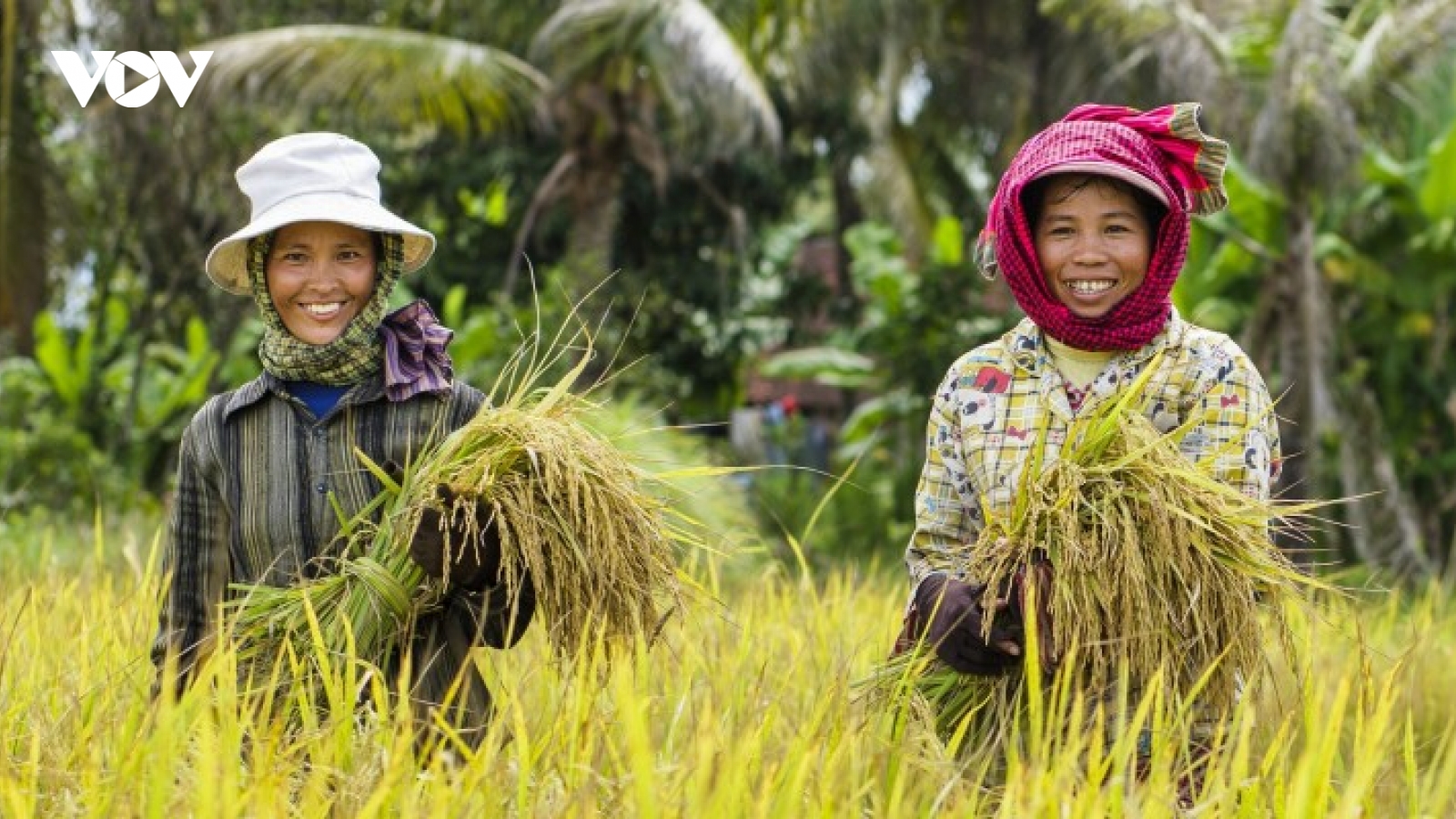 Campuchia xuất khẩu 3,1 triệu tấn thóc sang Việt Nam, tăng hơn 75% so với cùng kỳ