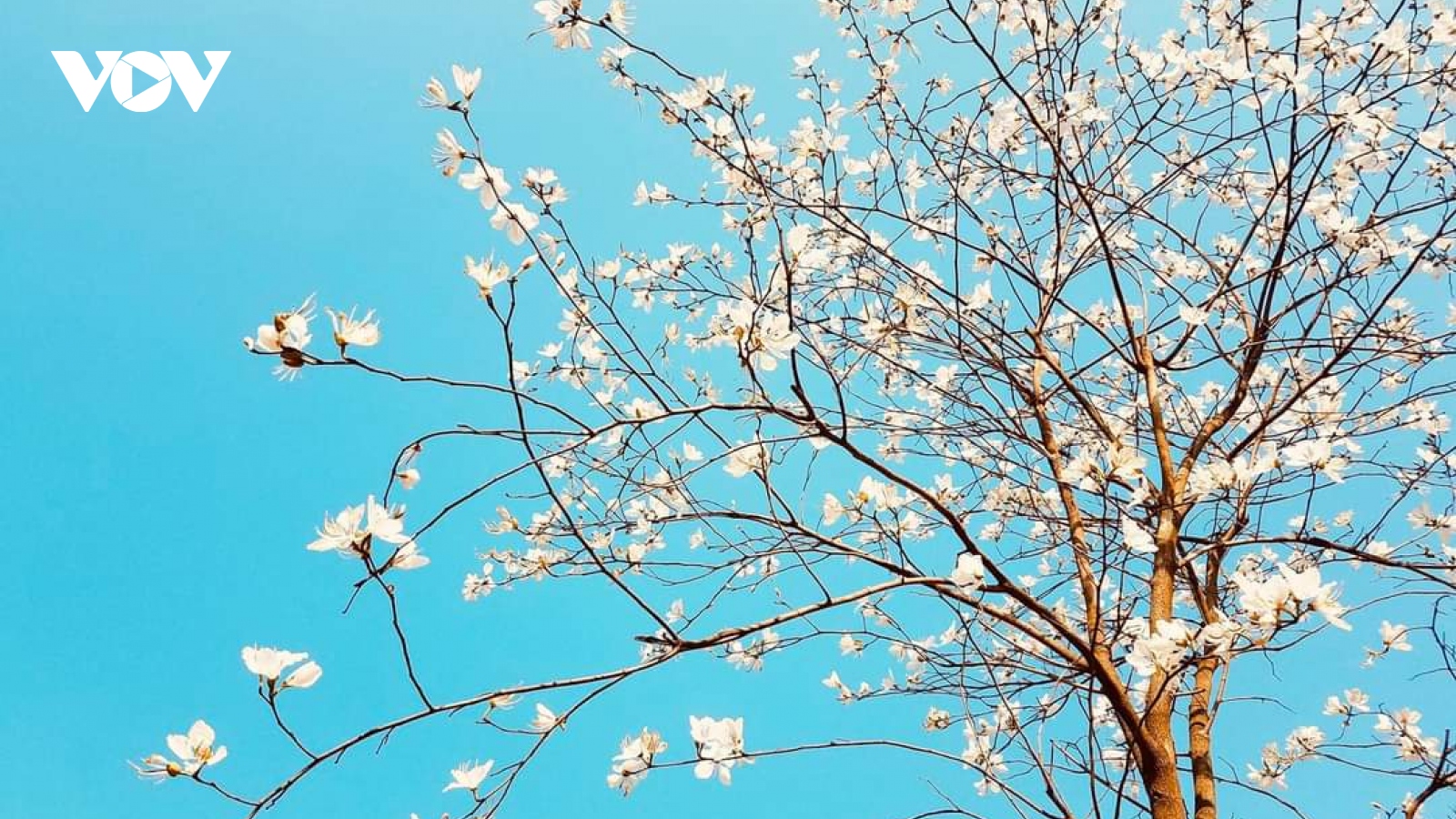Sắc trắng tinh khôi hoa ban giữa phố núi Sơn La