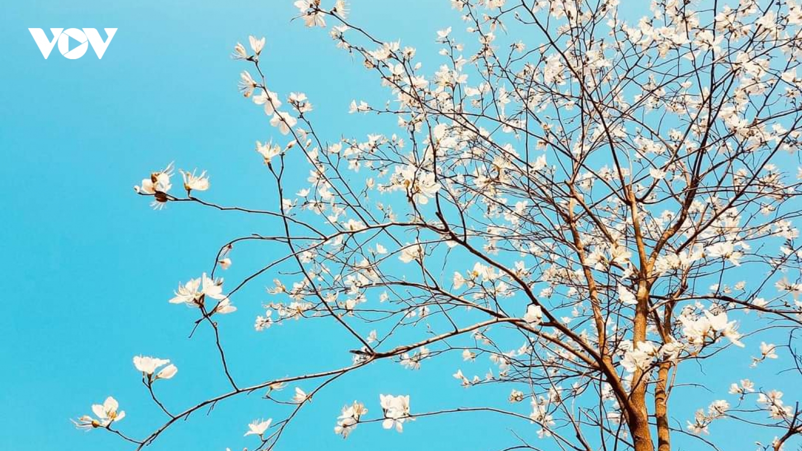 Sắc trắng tinh khôi hoa ban giữa phố núi Sơn La