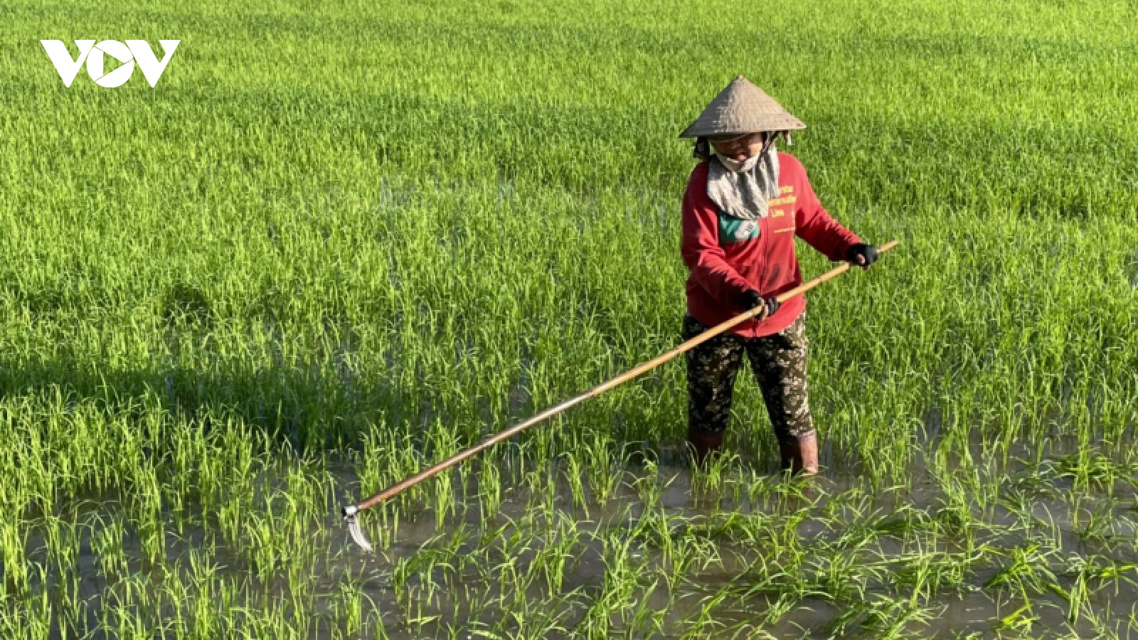 Nông dân Long An mong một năm trúng mùa được giá