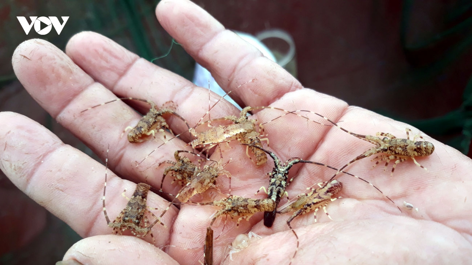 Săn tôm hùm “nhí” ngư dân thu tiền triệu mỗi đêm