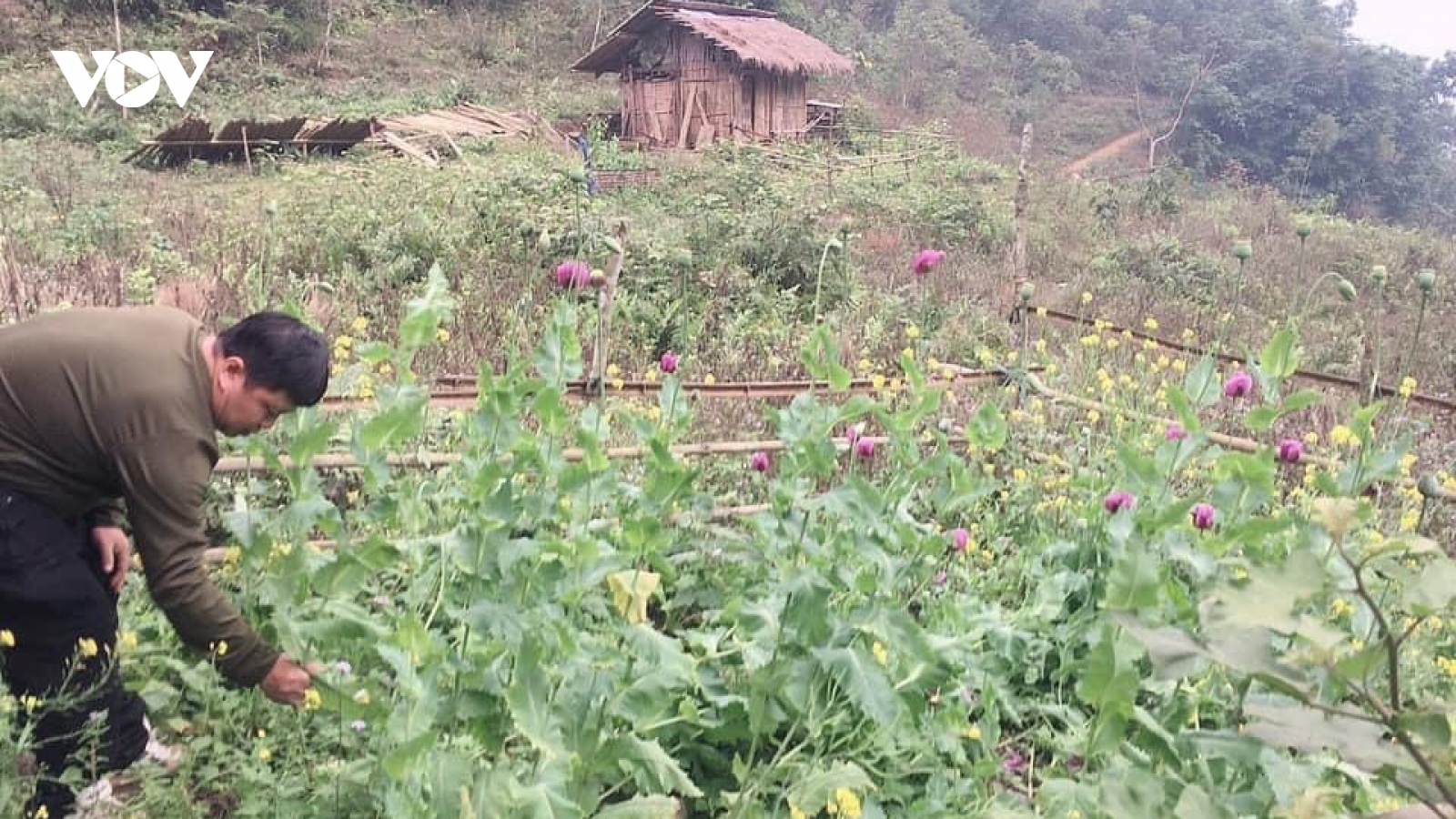 Liên tiếp phát hiện cây thuốc phiện được trồng trái phép