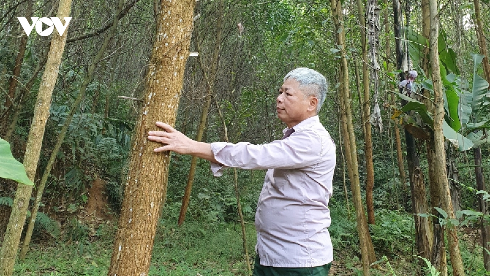 Ngày xuân thăm bản “triệu phú” trồng rừng