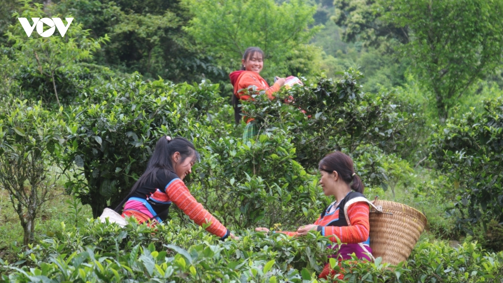 Du xuân thiên đường mây Tà Xùa - Sơn La