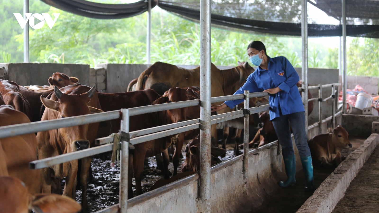 Trên 450 con gia súc ở Lạng Sơn chết do rét đậm, rét hại