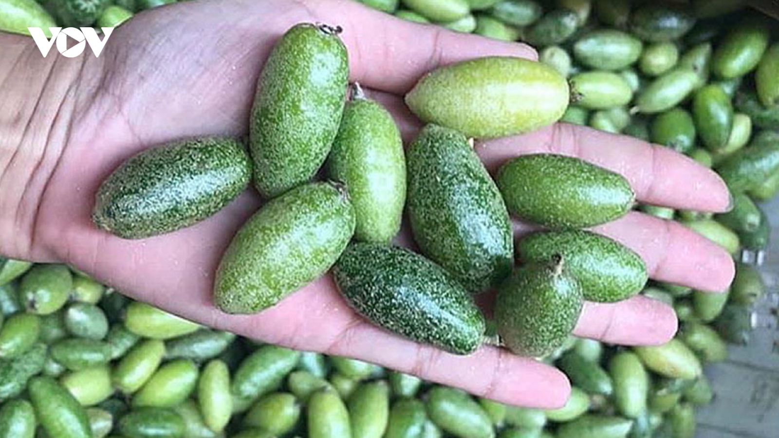 Nhót xanh đầu mùa giá “chát” vẫn được mua ầm ầm