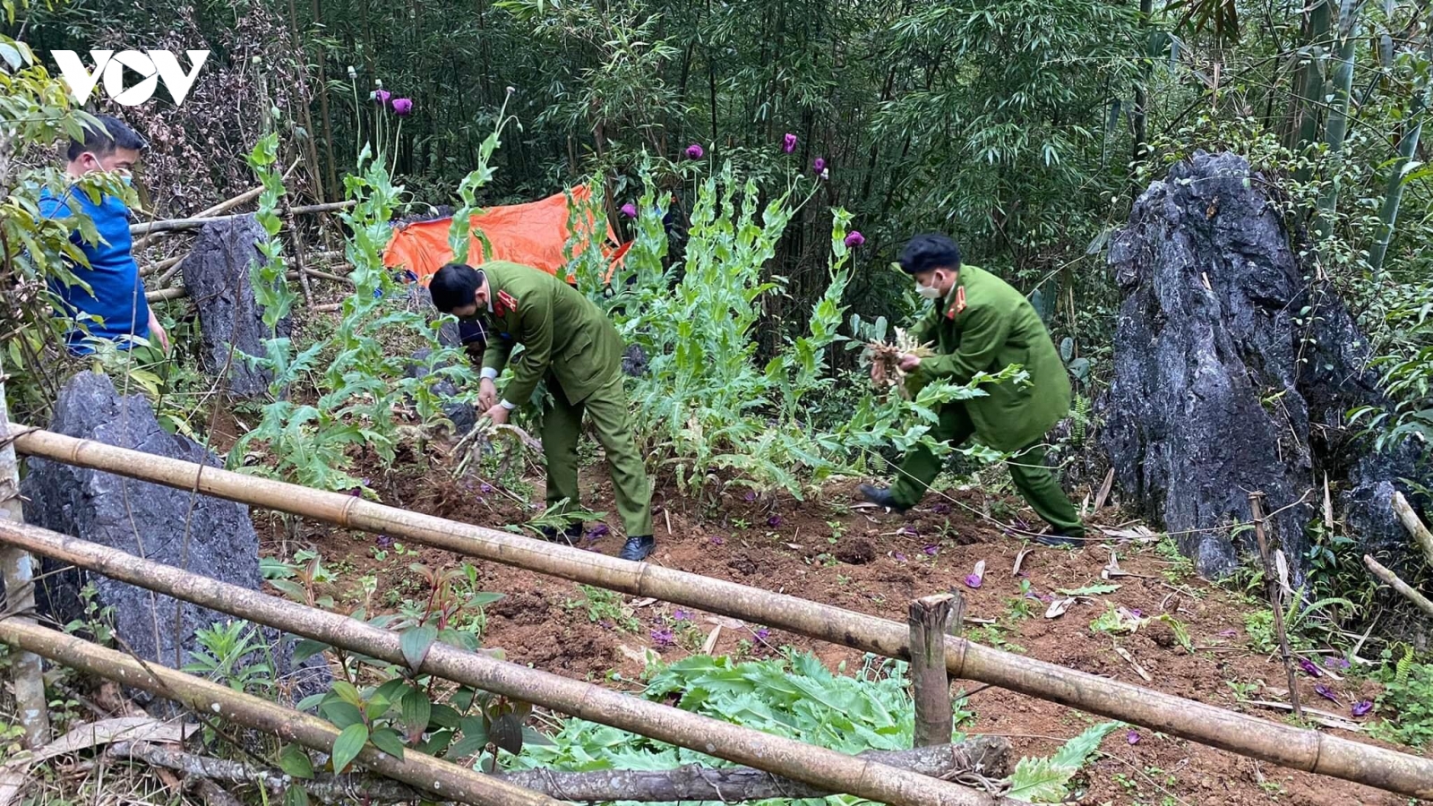 Triệt phá hơn 2.000 cây thuốc phiện trên nương đá