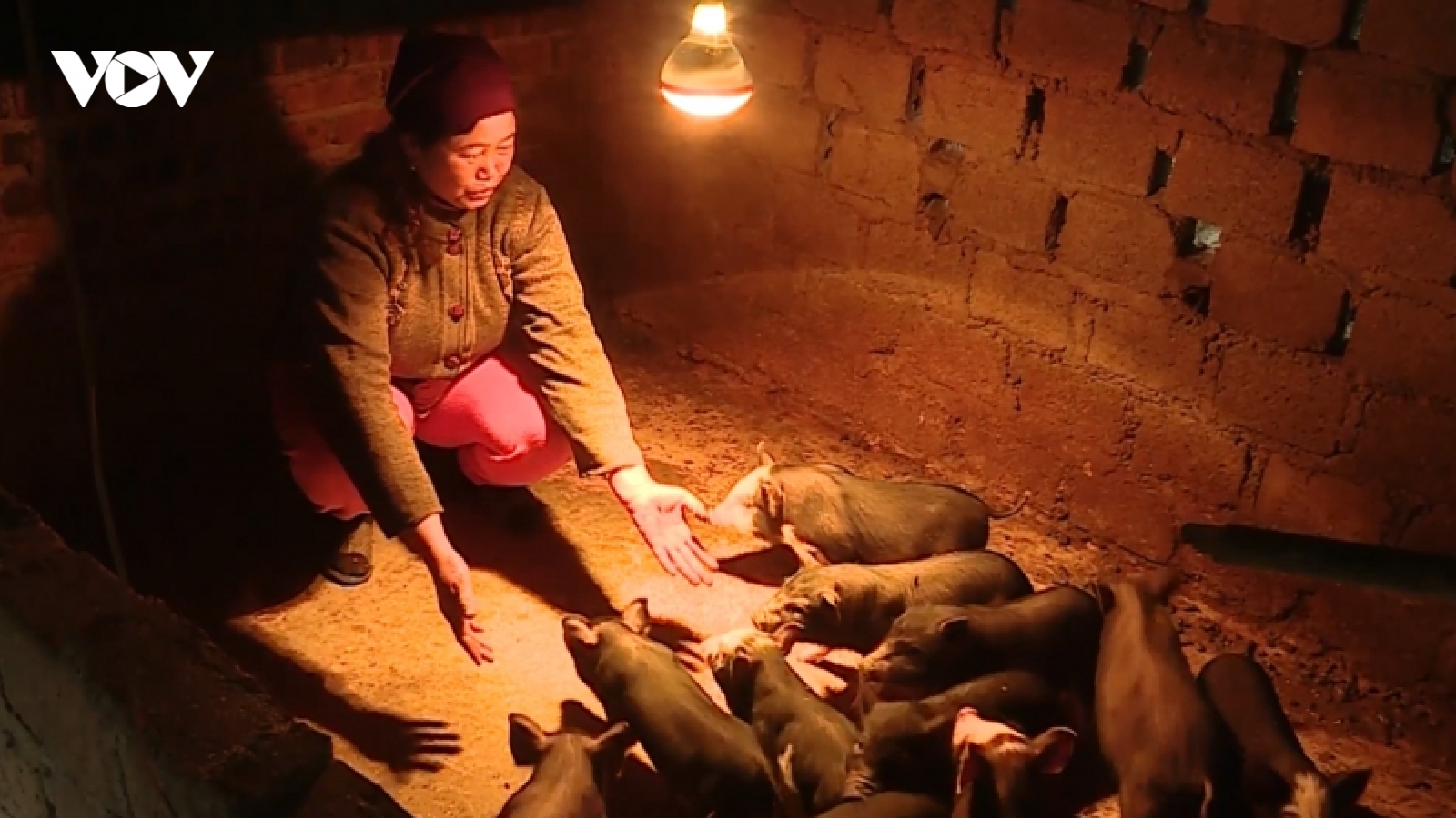 Nhiệt độ giảm sâu, người dân Sơn La chủ động bảo vệ đàn gia súc
