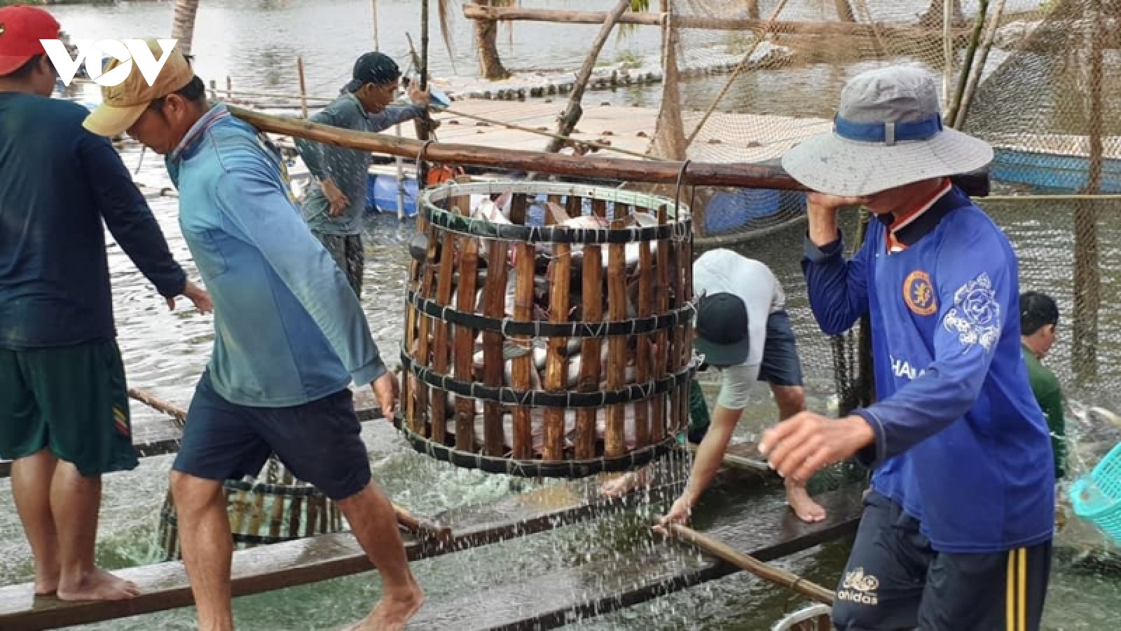 Giá cá tra tăng cao, doanh nghiệp và nông dân tăng tốc sản xuất