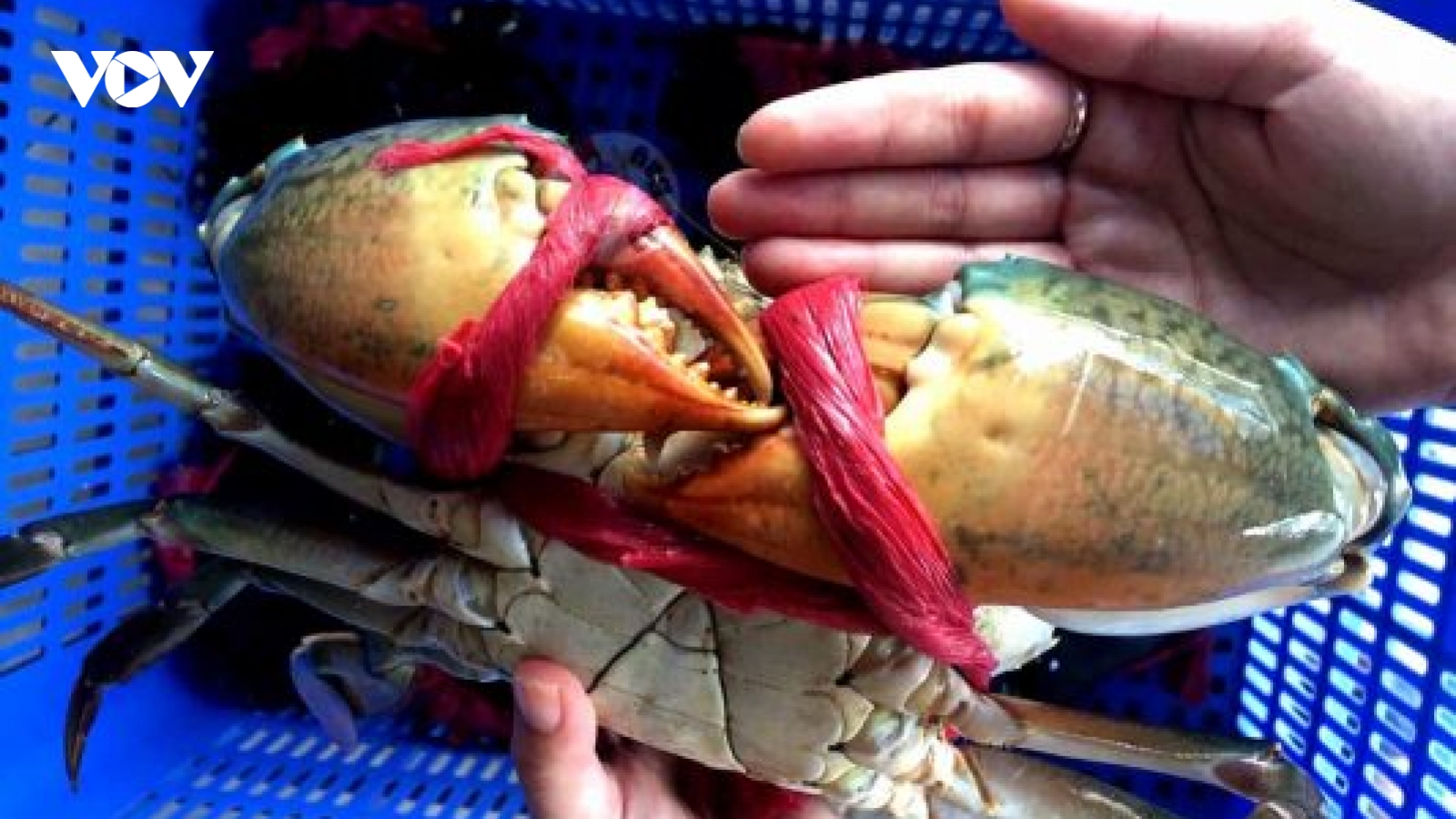 Cua, ghẹ khan hàng, giá gần 1 triệu đồng/kg