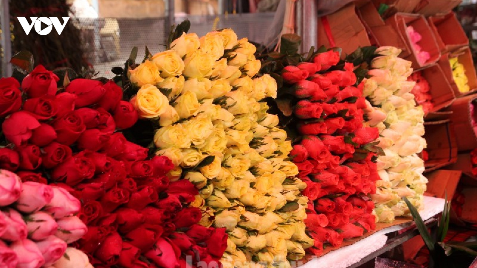 Gần ngày Valentine, giá hoa hồng Đà Lạt tăng gấp 2-3 lần