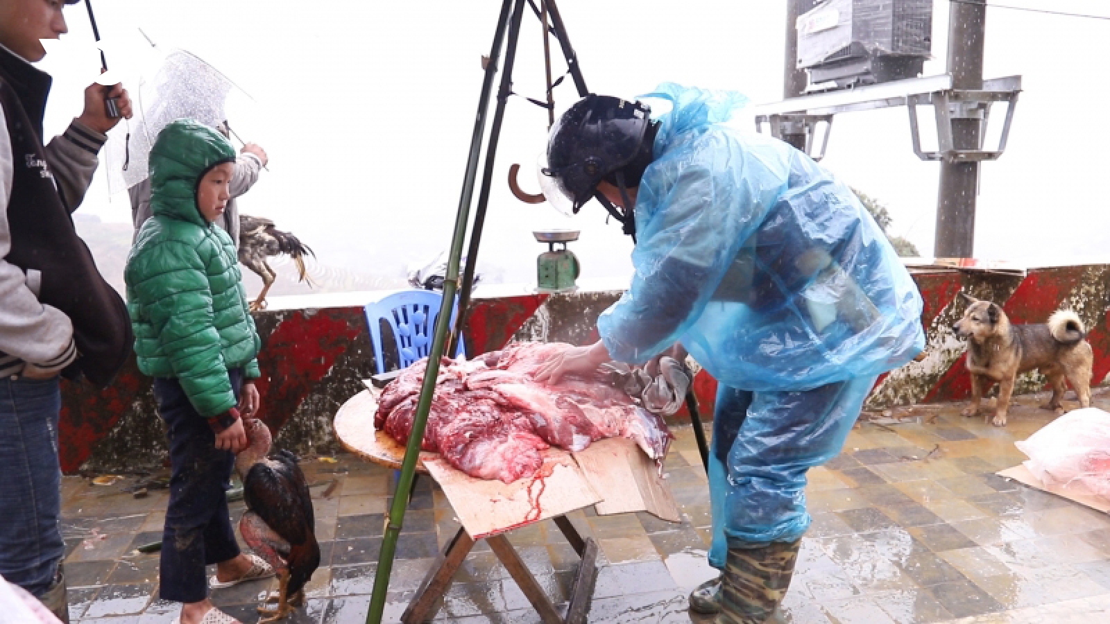 Gia súc chết la liệt ở Lào Cai, người dân xẻ thịt đem bán