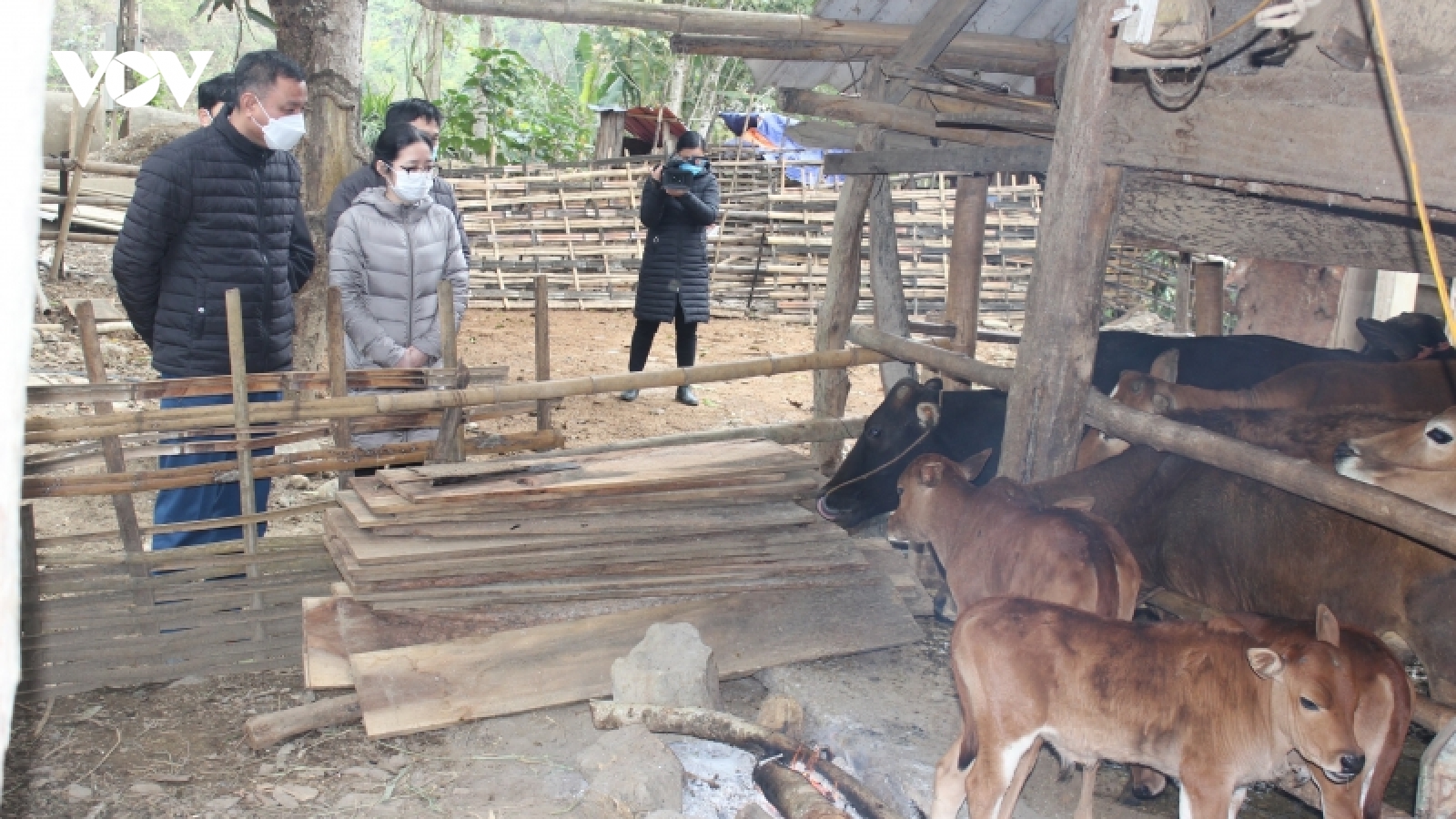 Giá rét làm hơn 1.350 con gia súc ở Sơn La bị chết, thiệt hại gần 20 tỷ đồng