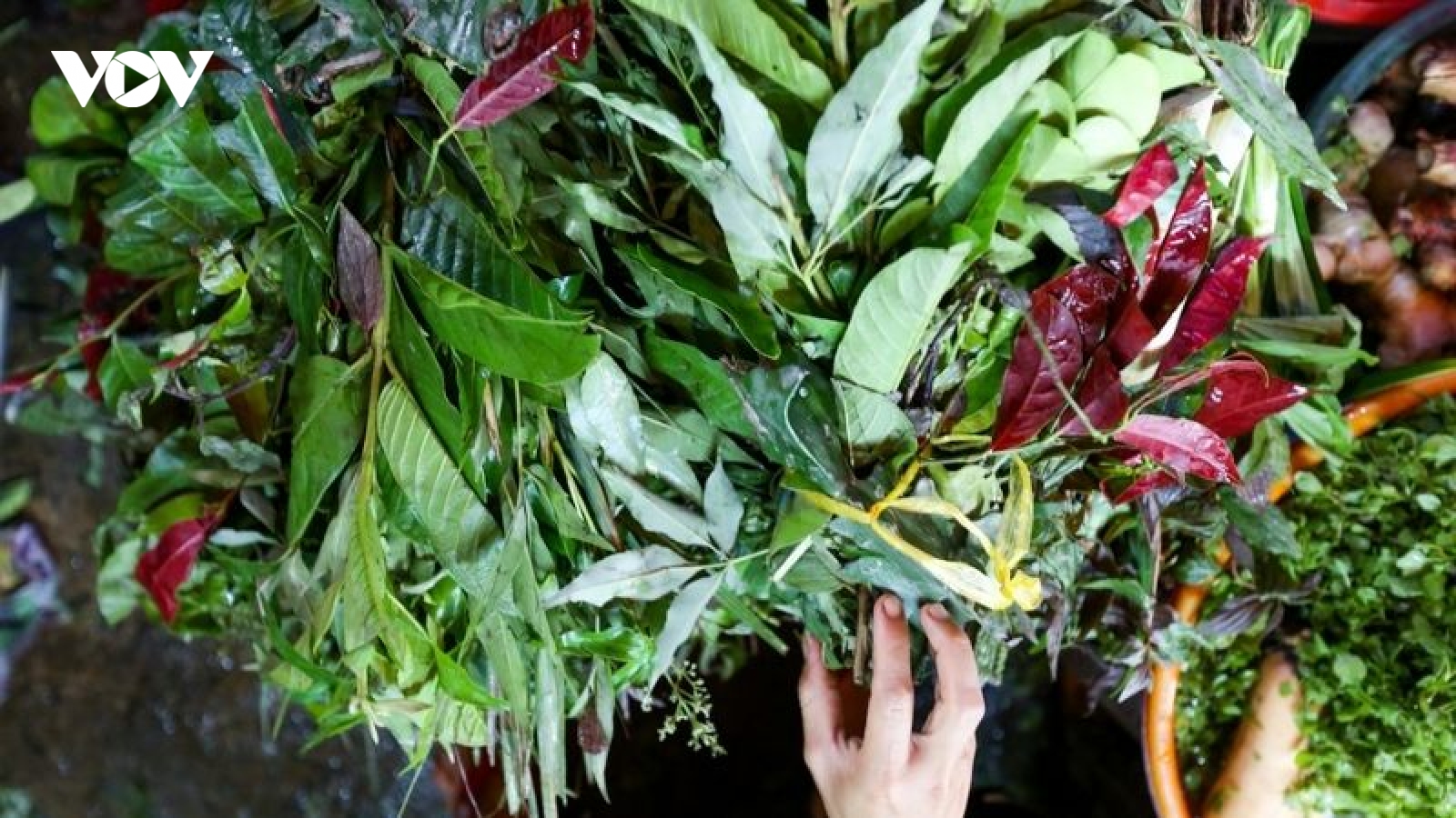 Dược liệu xông hơi "cháy" hàng khi số ca F0 gia tăng