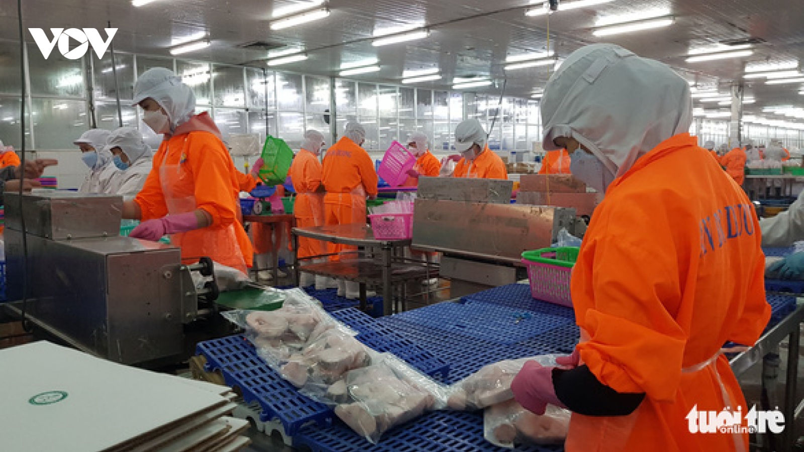 Giá cá tra tăng mạnh, người nuôi 'thắng lớn'