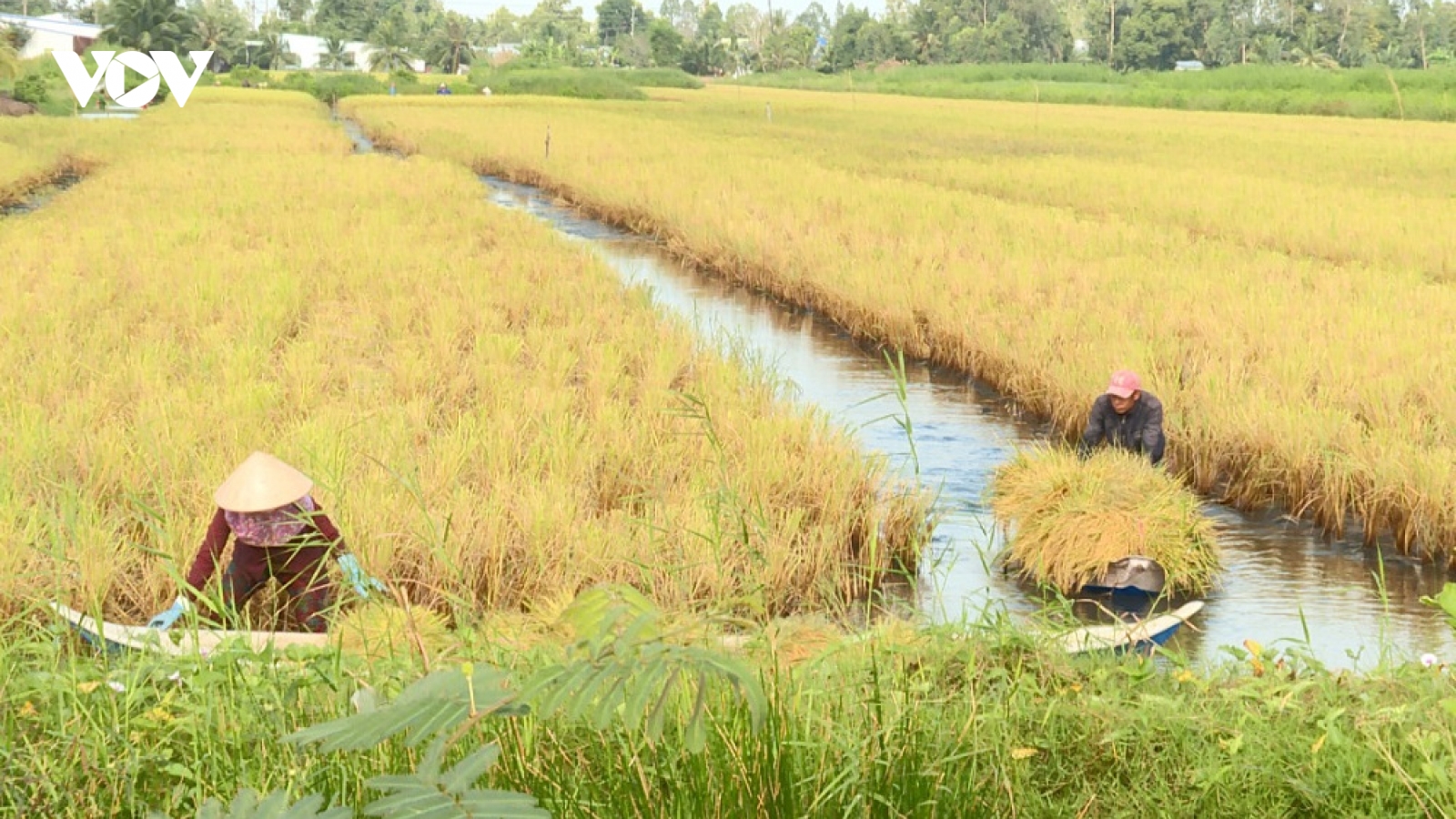 Kiên Giang từng bước phát triển mô hình tôm - lúa hữu cơ