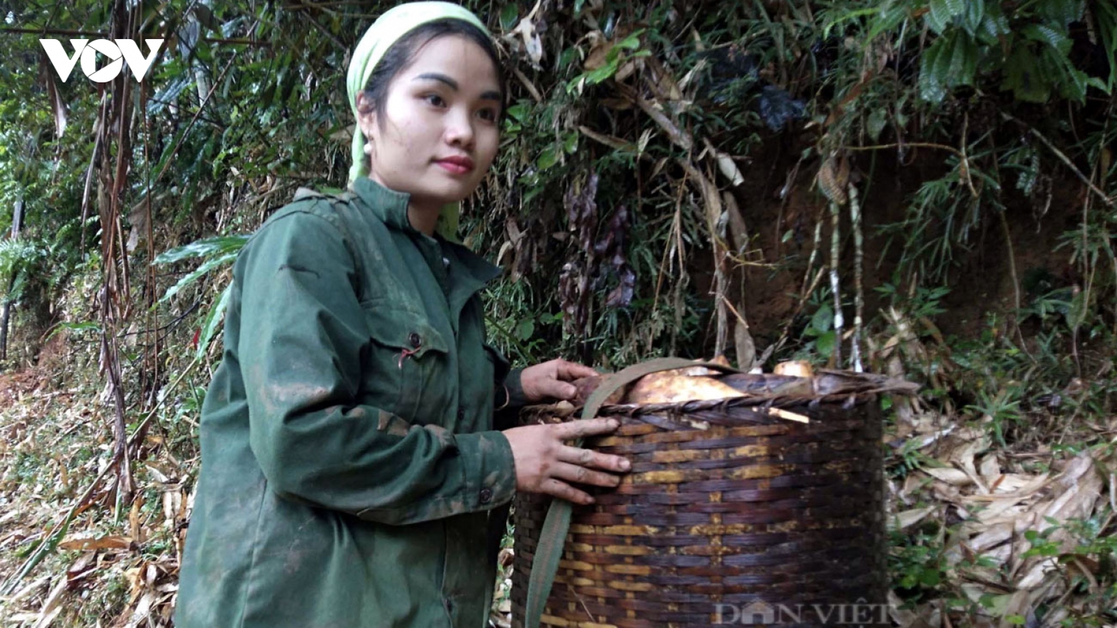 Dò tìm rau rừng đặc sản mọc dưới đất kiếm tiền triệu