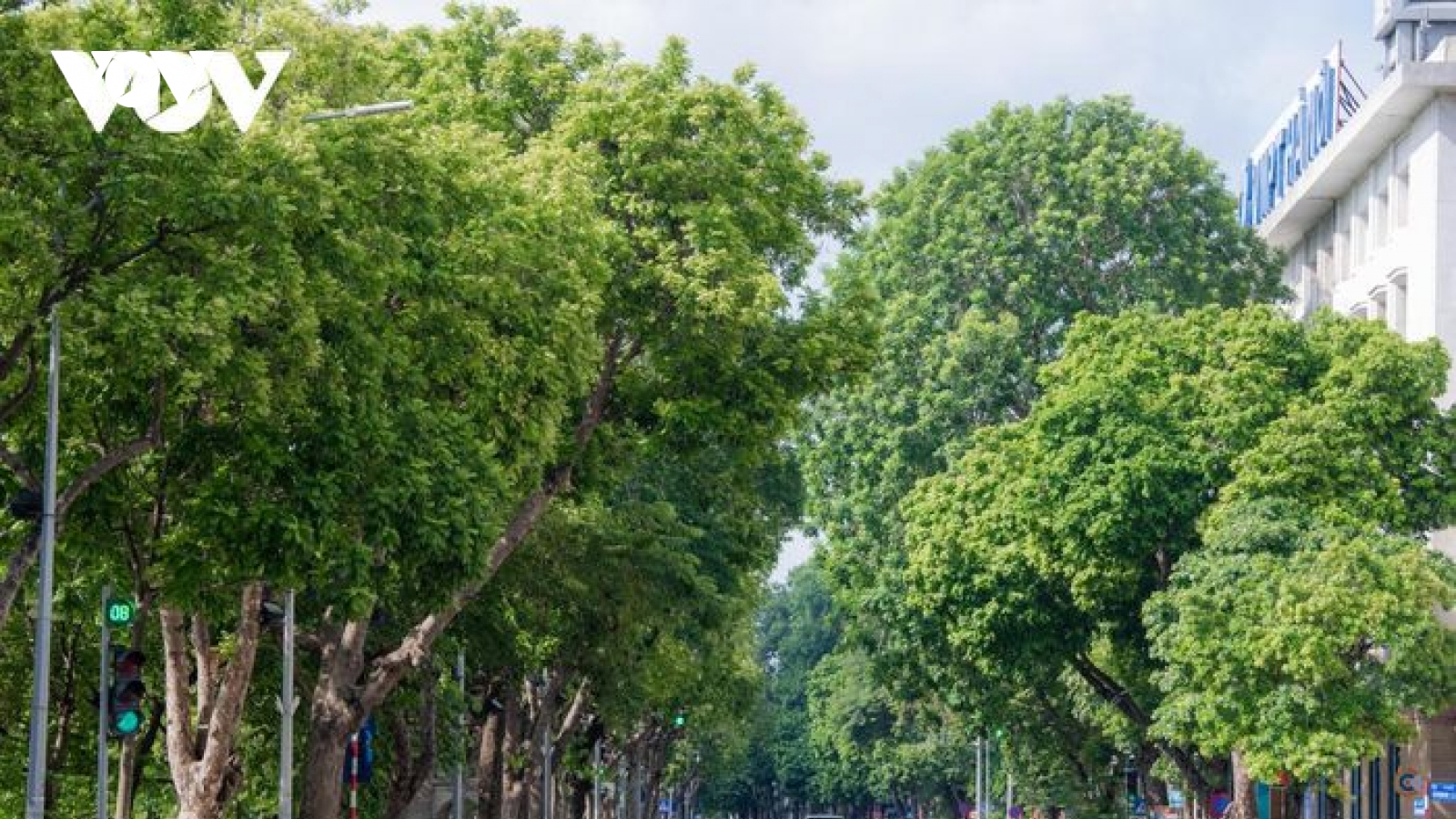 Hà Nội sẽ trồng trên 100.000 cây xanh dịp Xuân Nhâm Dần