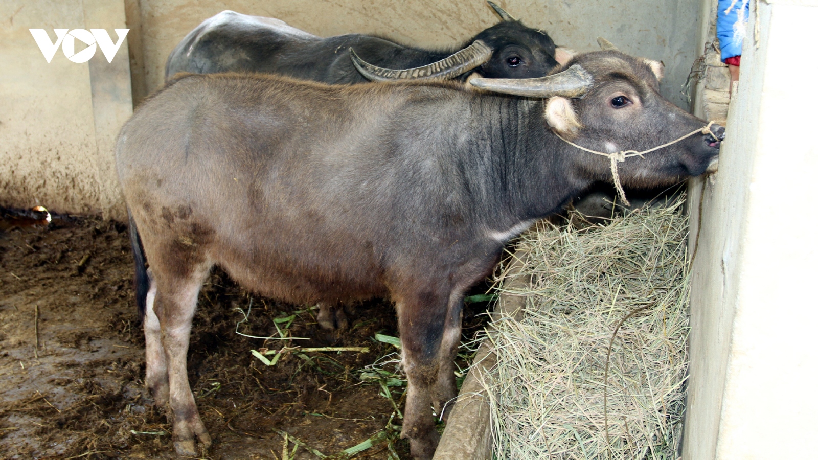 Yên Bái chủ động bảo vệ đàn gia súc trước rét đậm, rét hại