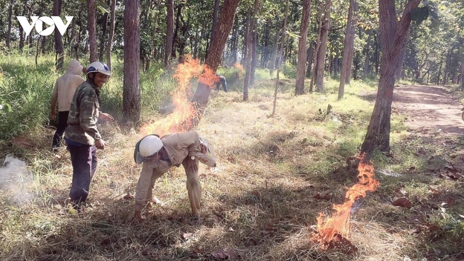 Bảo vệ hệ sinh thái rừng khộp tại Vườn quốc gia Yok Đôn trong mùa khô 