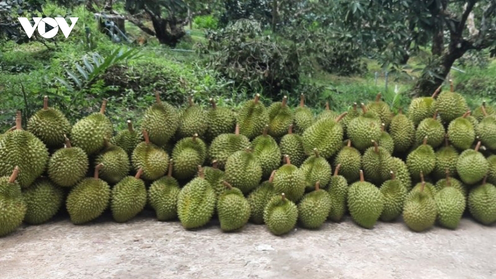 “Vương quốc” cây ăn trái chủ động ứng phó khi trái cây rớt giá