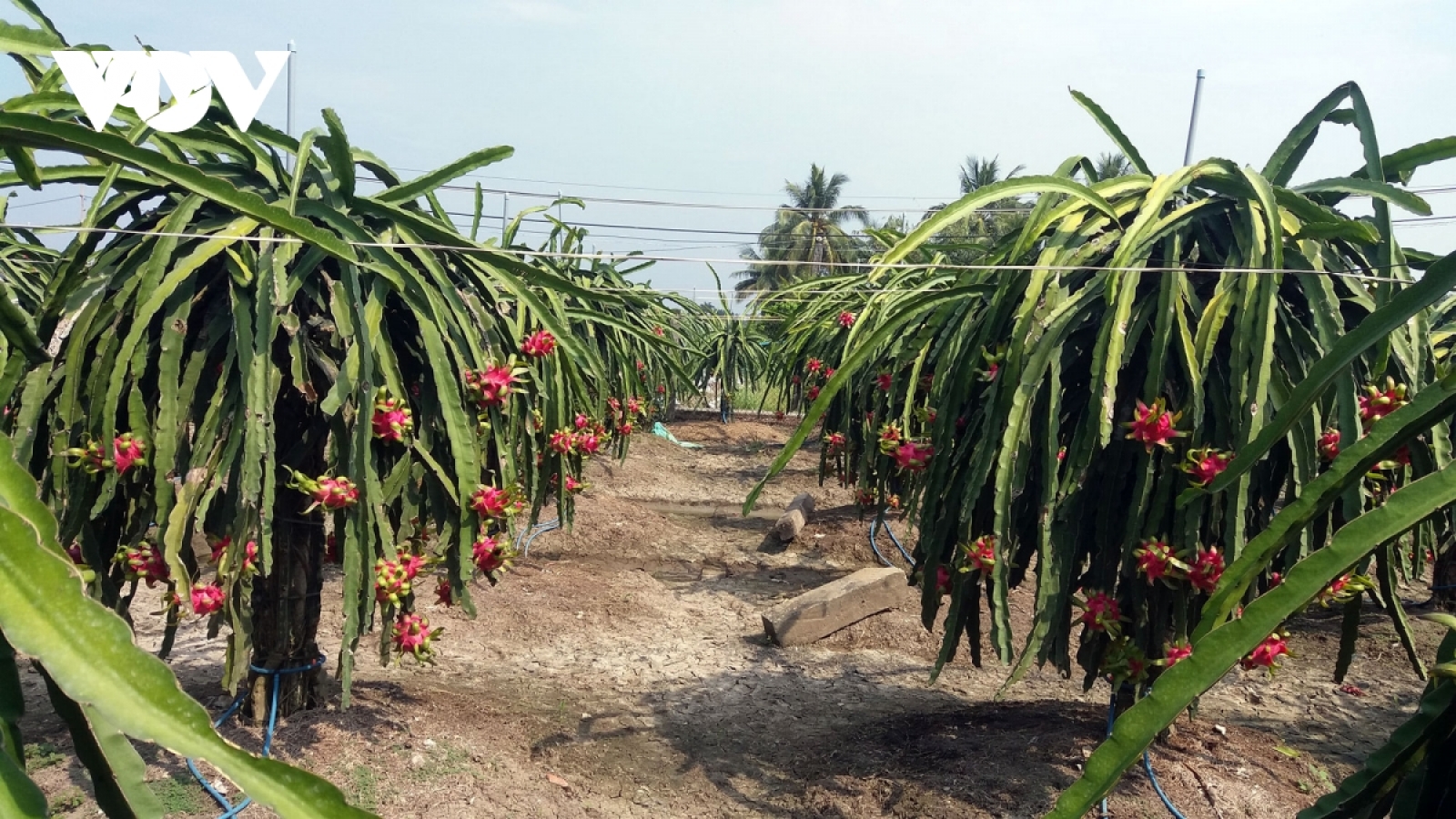 Thị trường tiêu thụ thanh long vẫn phụ thuộc nhiều vào Trung Quốc 