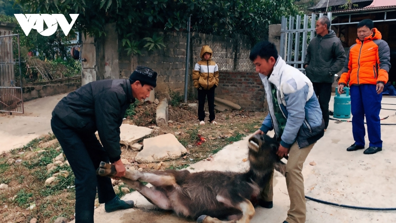 Hơn 1.000 con gia súc bị chết do giá rét ở vùng núi phía Bắc