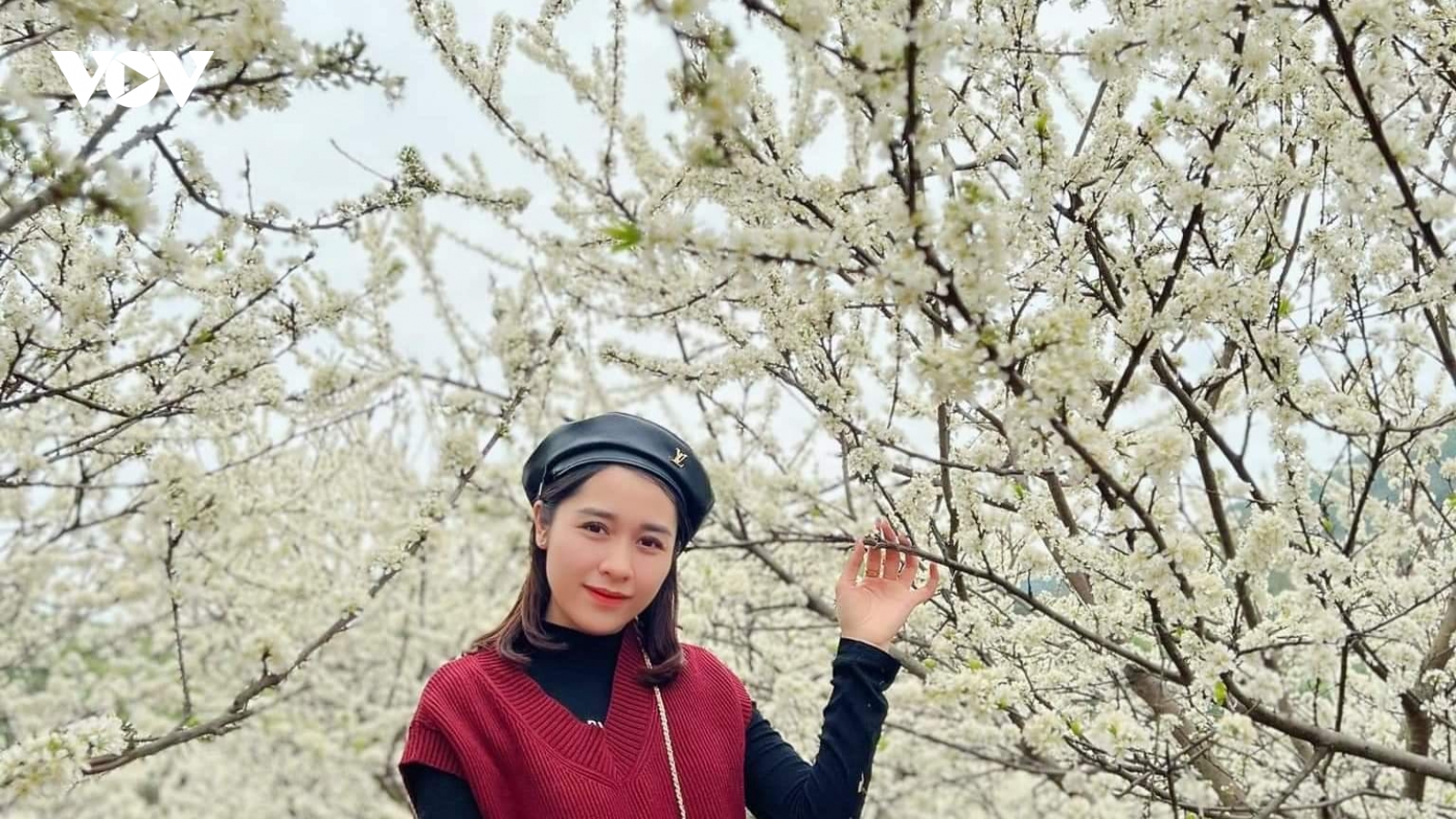 Hoa mận nở “trắng trời” đẹp như vườn cổ tích ở Bắc Giang