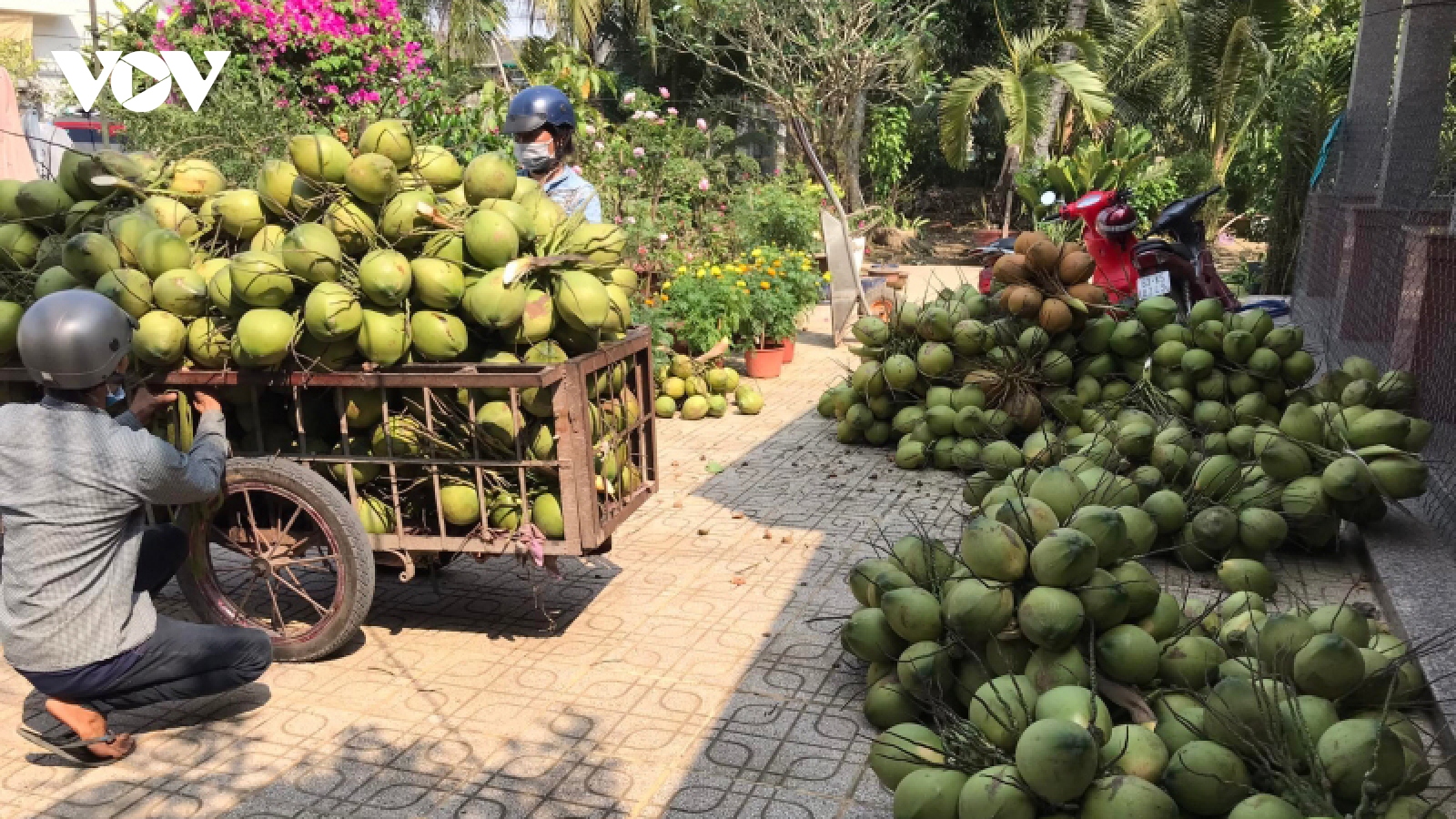 Nước ngọt dồi dào, nhiều loại trái cây ở Tiền Giang trúng mùa, trúng giá