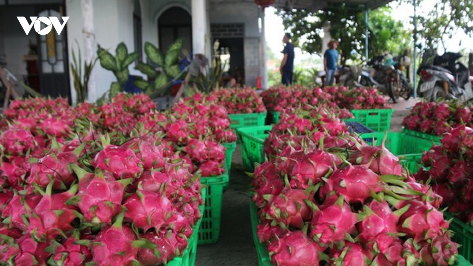Giá thanh long còn 500-1.500 đồng/kg, nông dân Bình Thuận ứa nước mắt