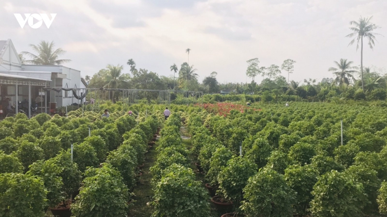 Bảo vệ an toàn “vương quốc cây giống, hoa kiểng” trước hạn mặn tấn công
