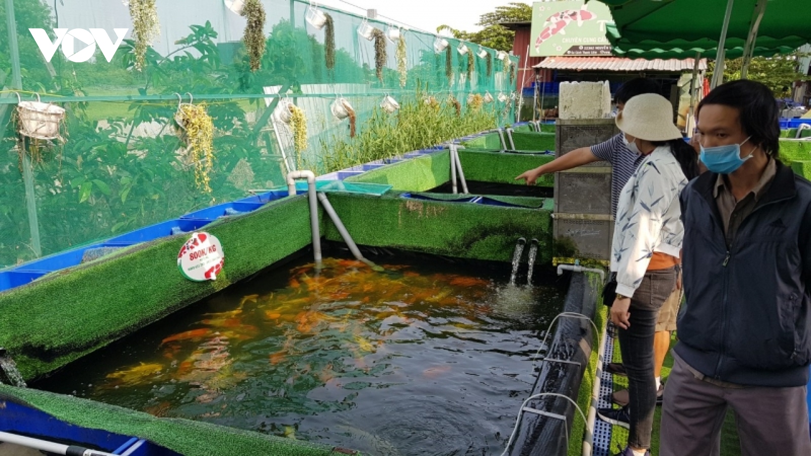 Nuôi cá Koi thuần Việt mang lại thu nhập tiền tỷ cho nông dân