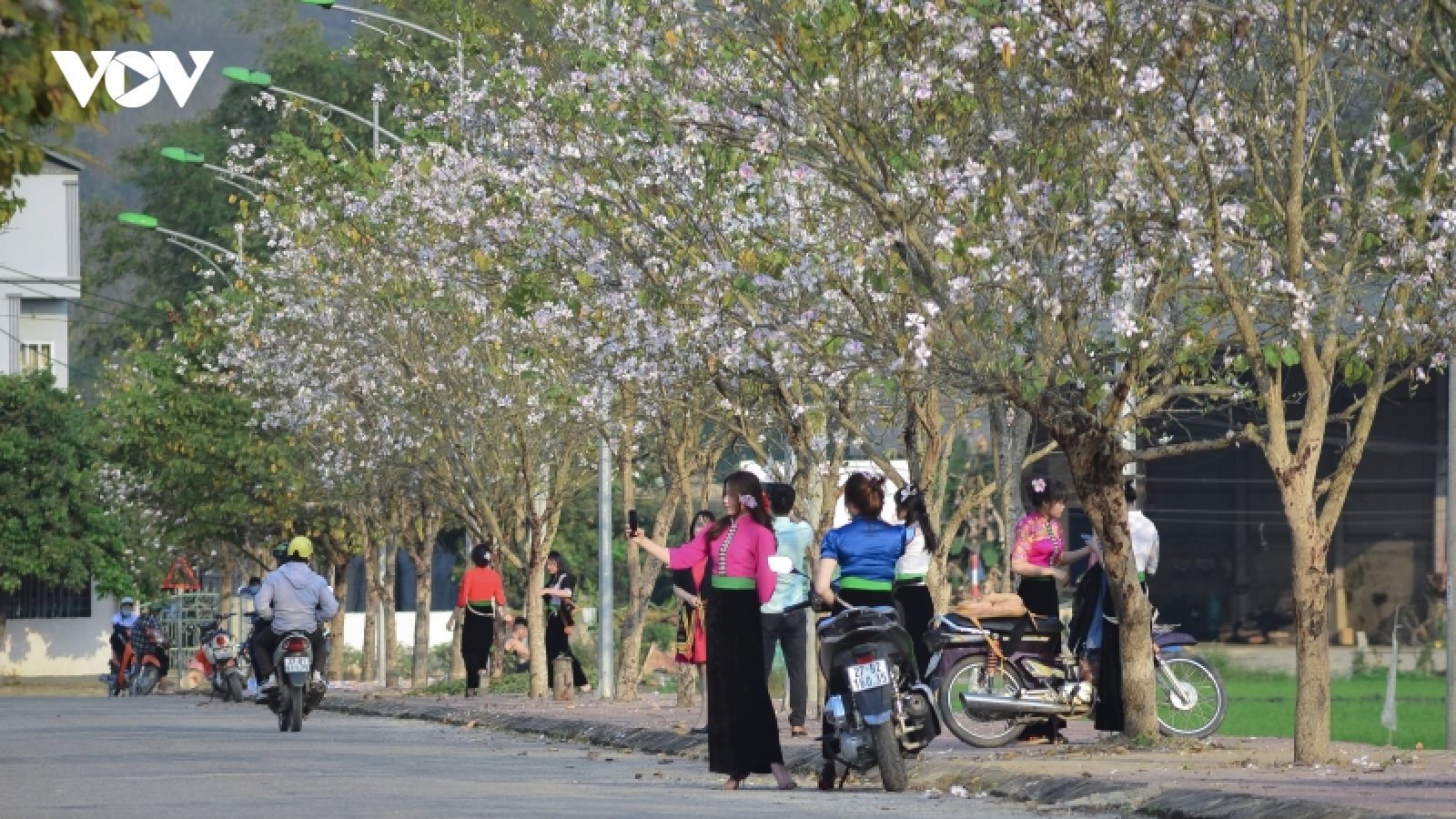Thành phố Điện Biên Phủ rực rỡ hoa ban chào đón lễ hội
