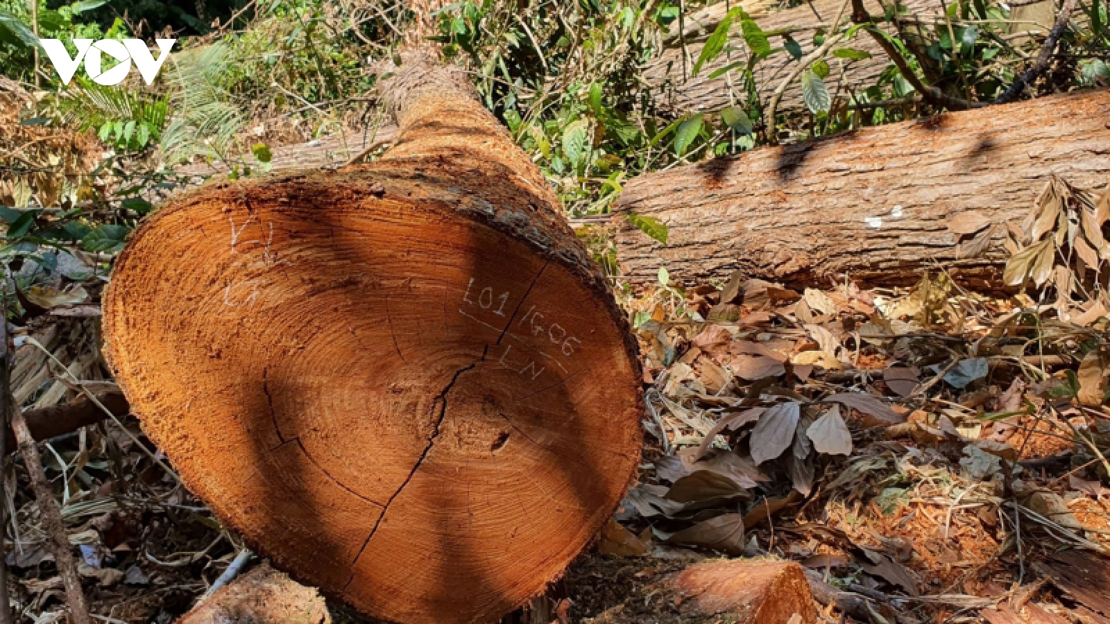 Tỉnh Kon Tum chỉ đạo ngăn chặn tình trạng phá rừng ở huyện Kon Plông