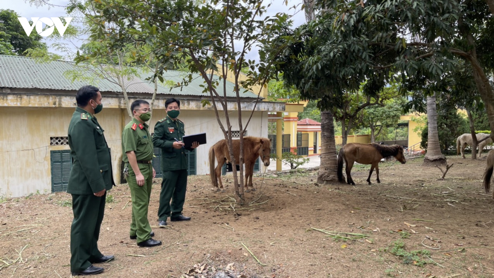 Vận chuyển trâu, bò, ngựa trái phép từ Lào vào Sơn La