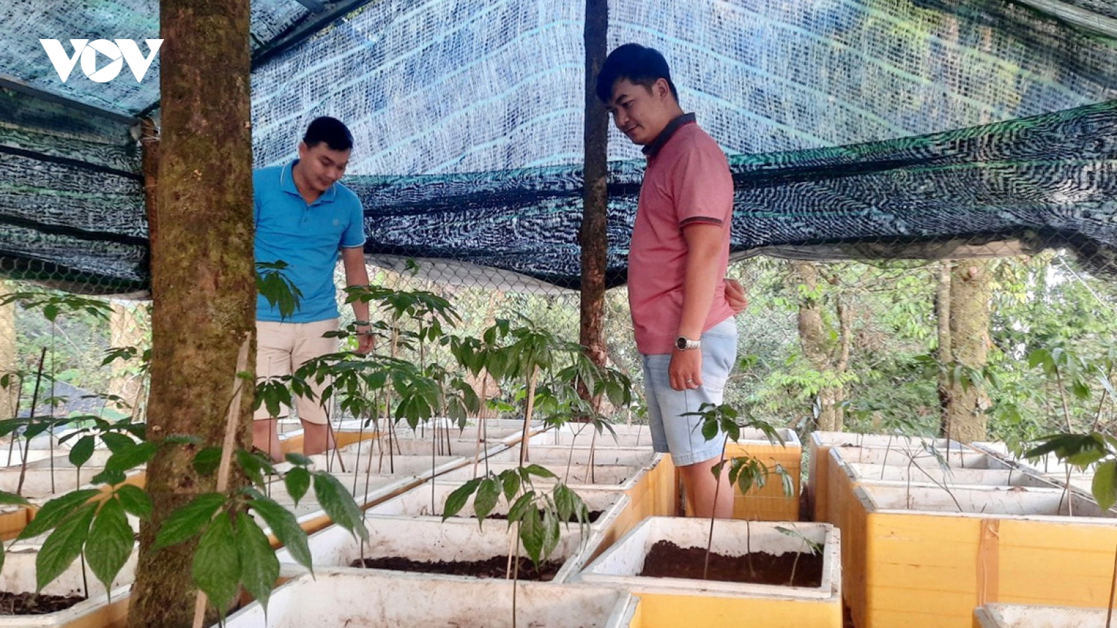 Từ vườn sâm của chi bộ trên núi Ngọc Linh, nhiều đảng viên thành tỷ phú