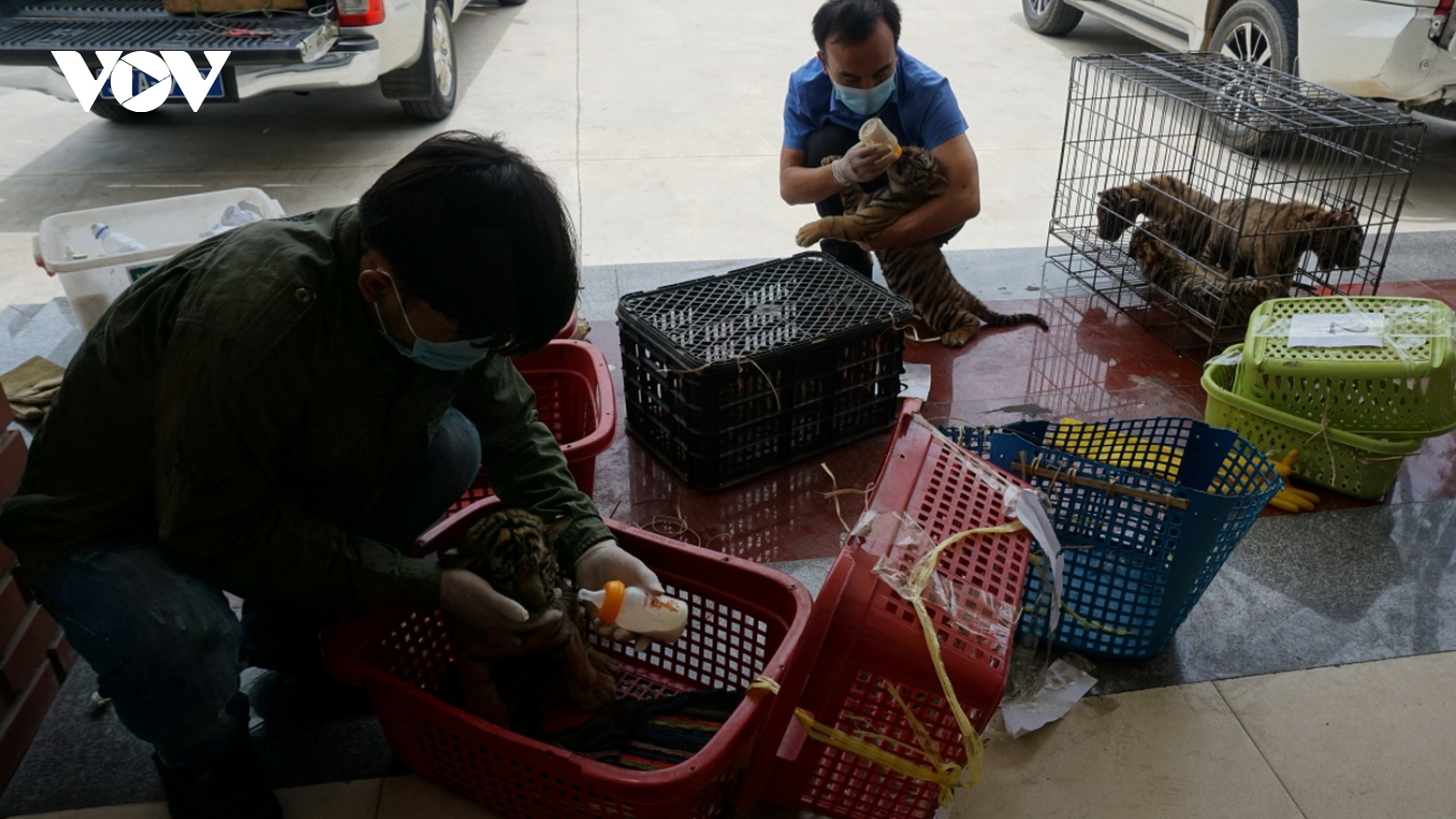 Vận chuyển 7 cá thể hổ ở Nghệ An về nuôi tại Vườn Quốc gia Phong Nha - Kẻ Bàng