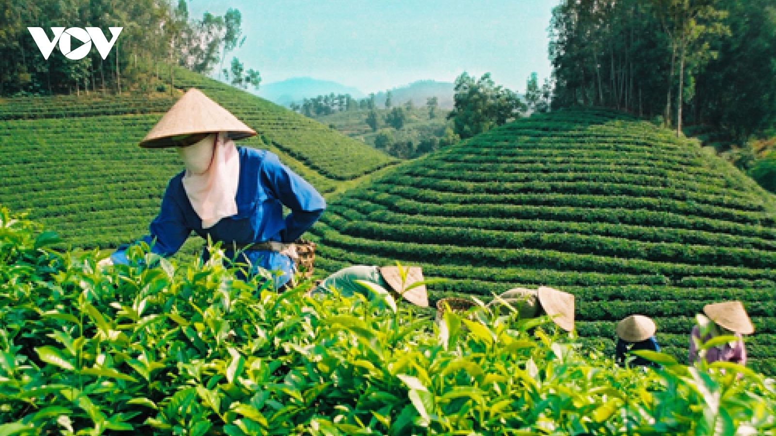 Vietnam represents 5th largest tea supplier to US