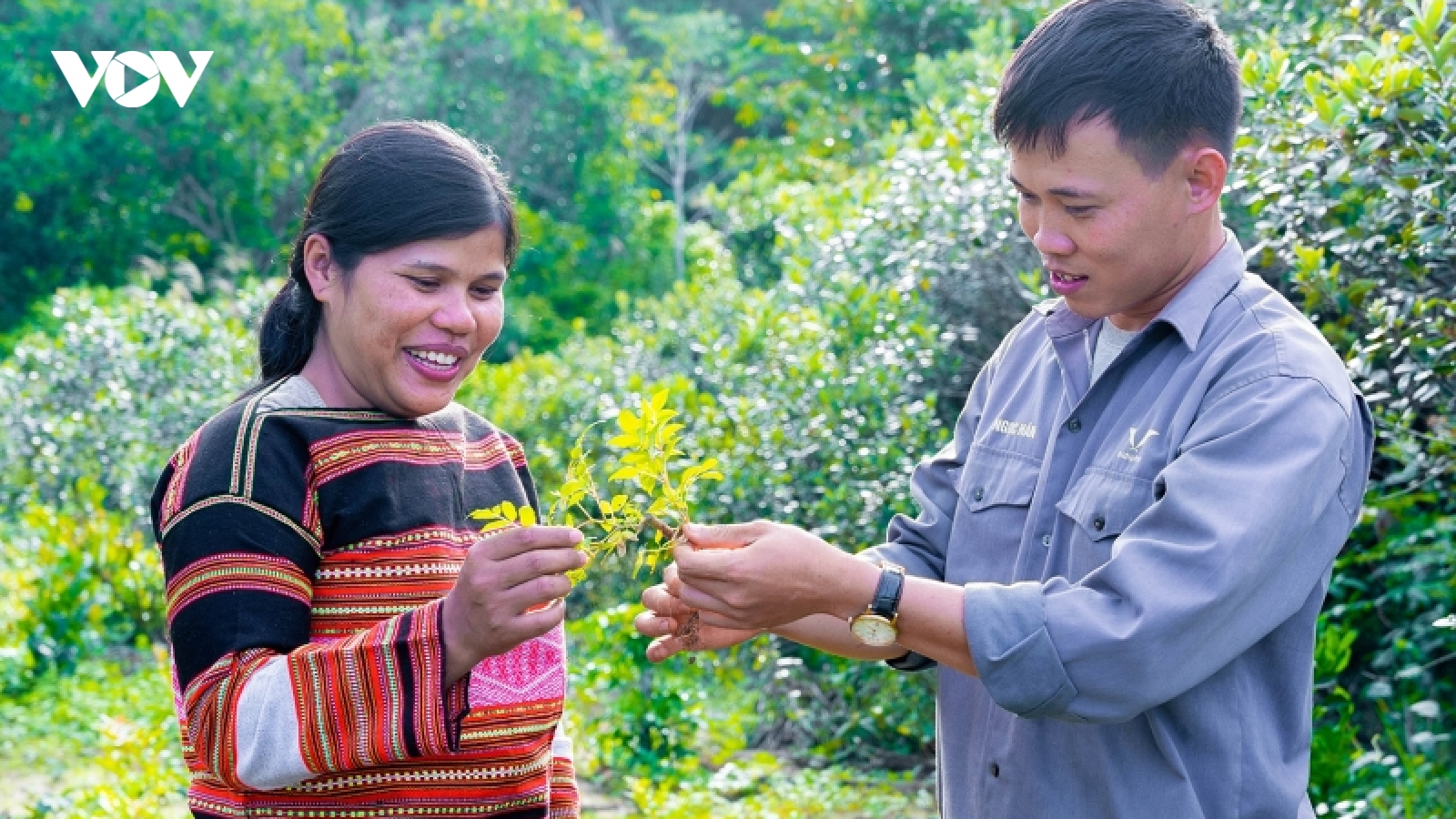 Bảo tồn cây dược liệu dưới tán rừng, tạo sinh kế cho đồng bào Ba Na