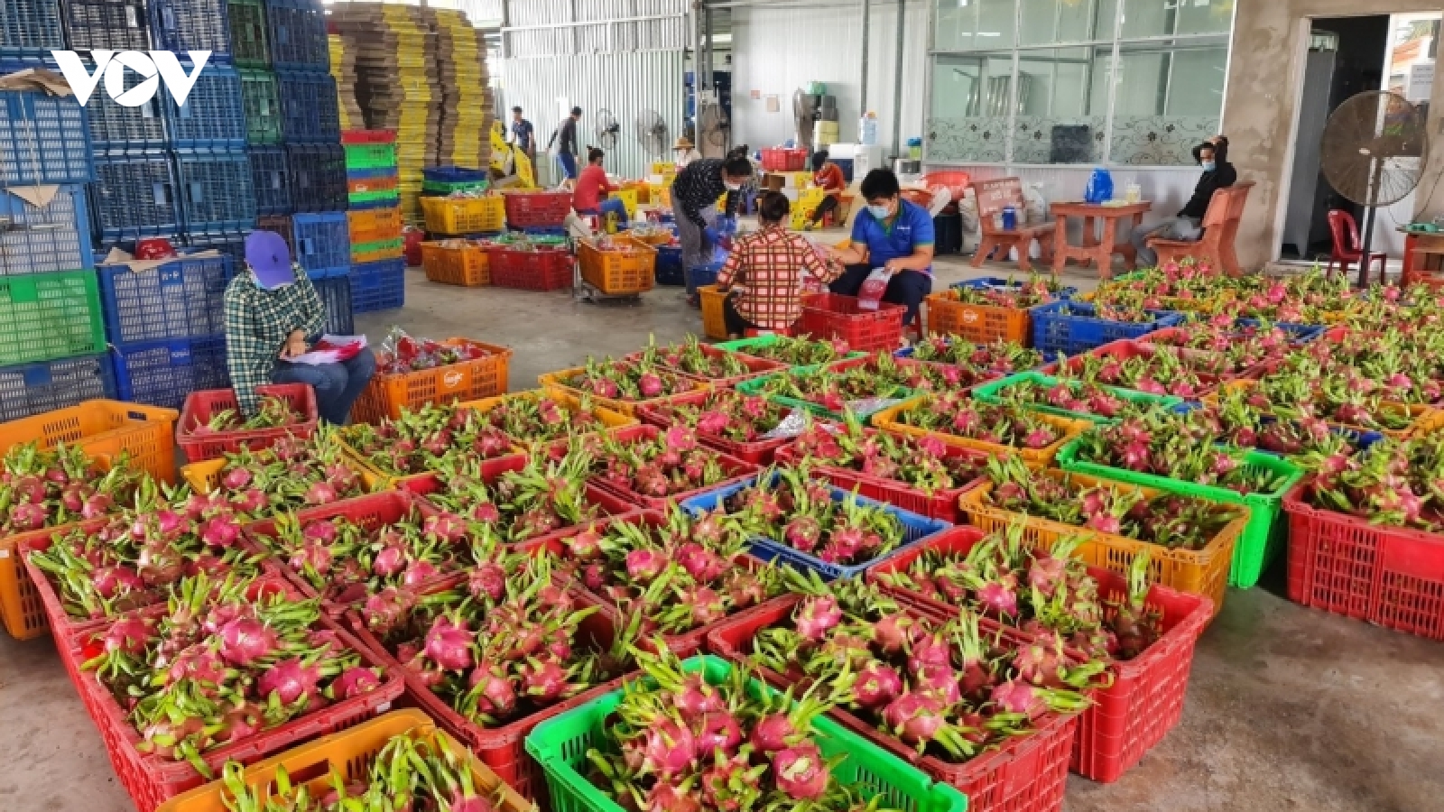 Tiền Giang có số lượng trái cây được cấp mã số vùng trồng lớn nhất cả nước
