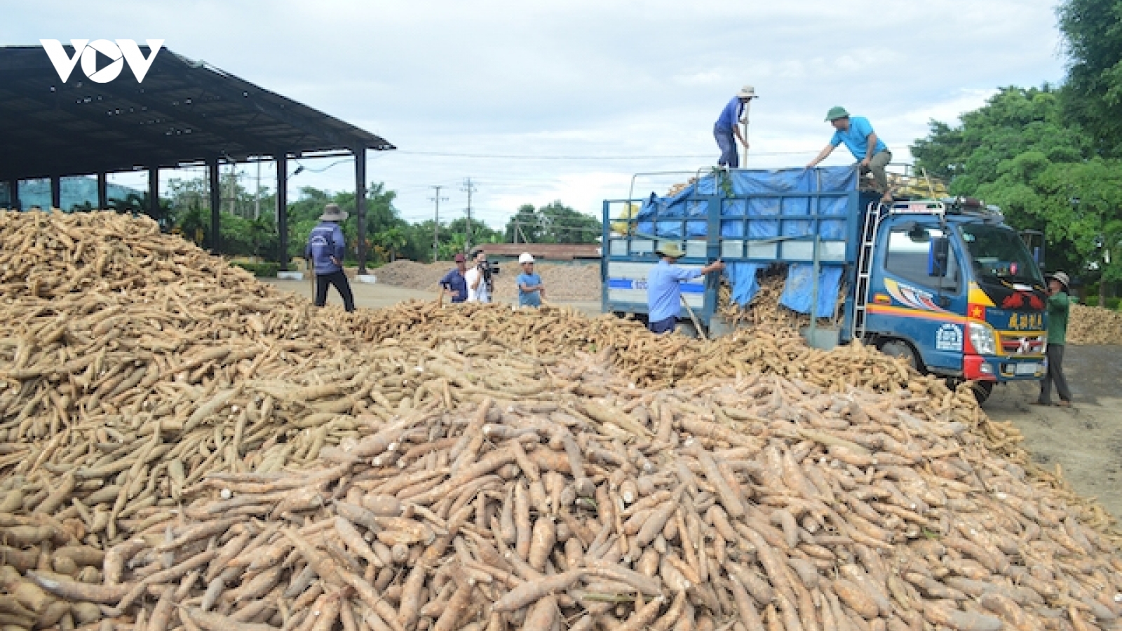 Một số doanh nghiệp nhập khẩu tinh bột sắn tại Trung Quốc “mất tích” từ lâu