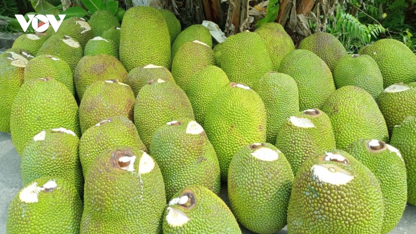 Nông sản miền Tây “luẩn quẩn”: Giá mít Thái rớt thê thảm, vì đâu?