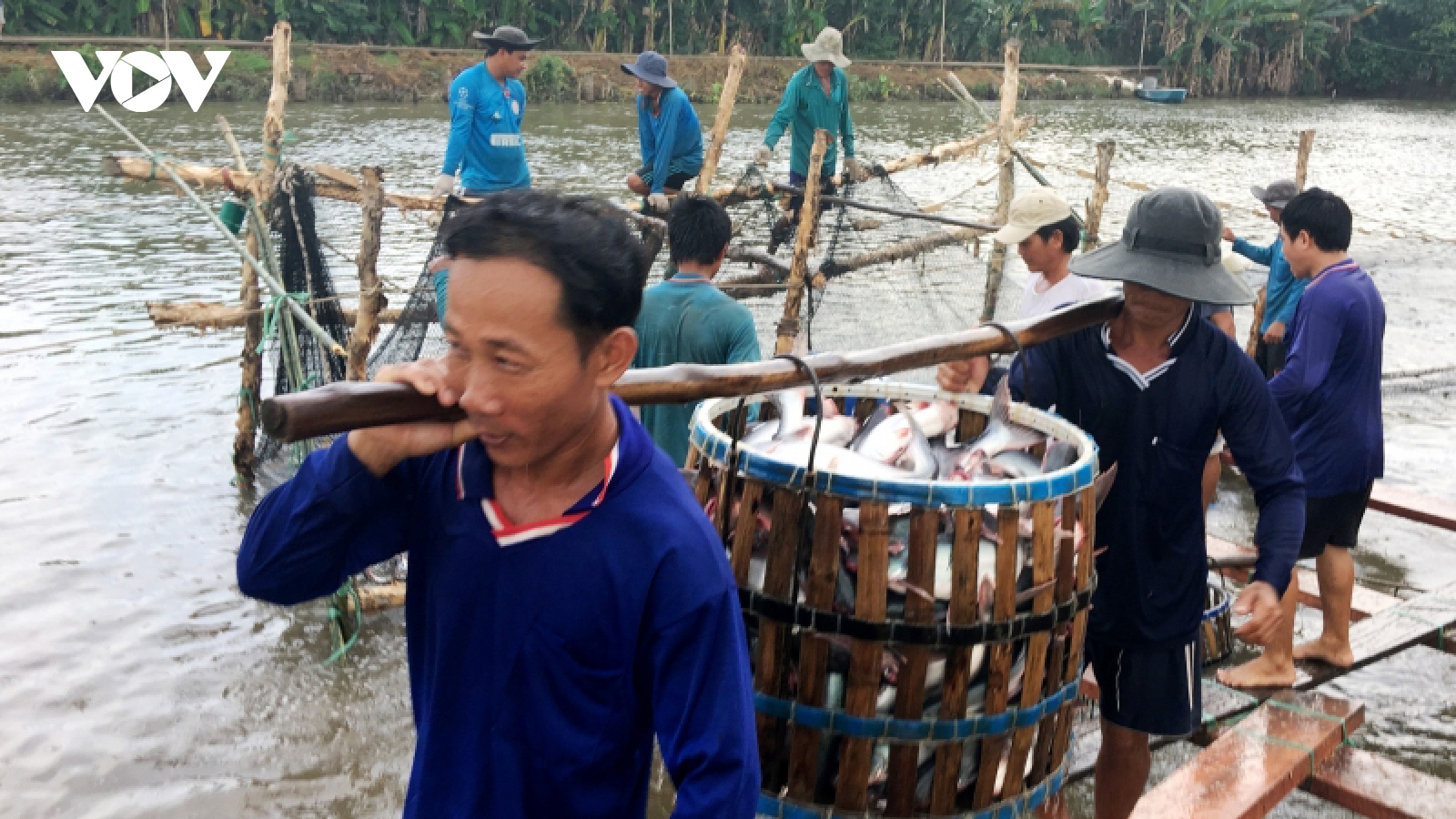 Giá cá tra tăng cao, nhưng người nuôi có thể đối mặt với rủi ro lớn