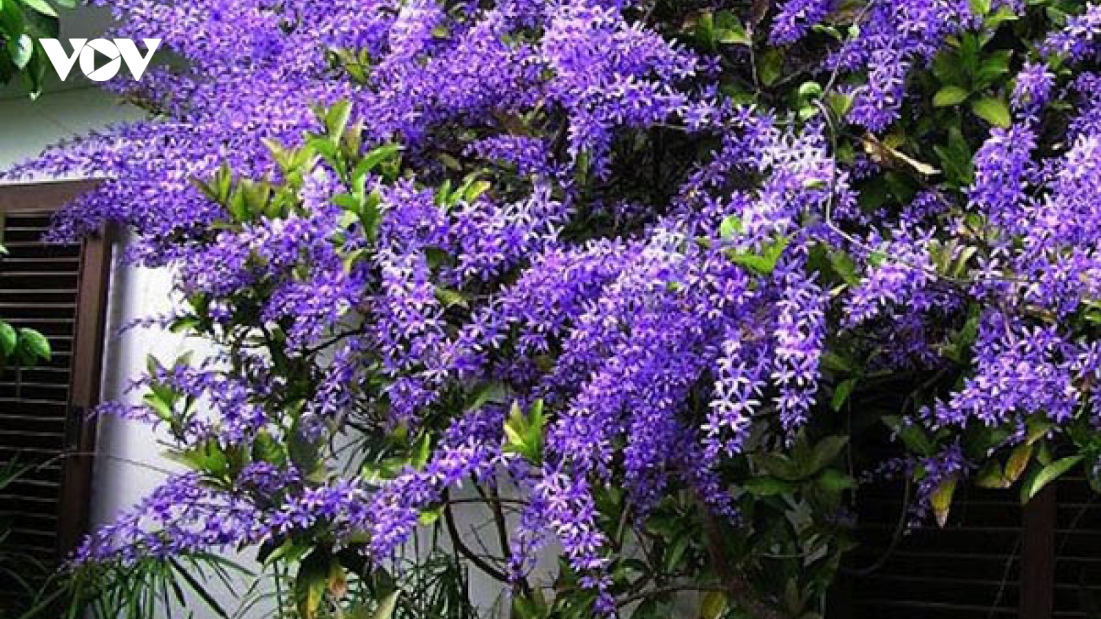 Vì sao cây mai xanh Thái đang “sốt” trên thị trường?