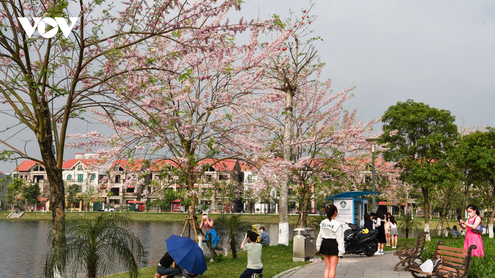 Chiêm ngưỡng hoa đỗ mai dịu dàng, lần đầu khoe sắc tại Bắc Ninh