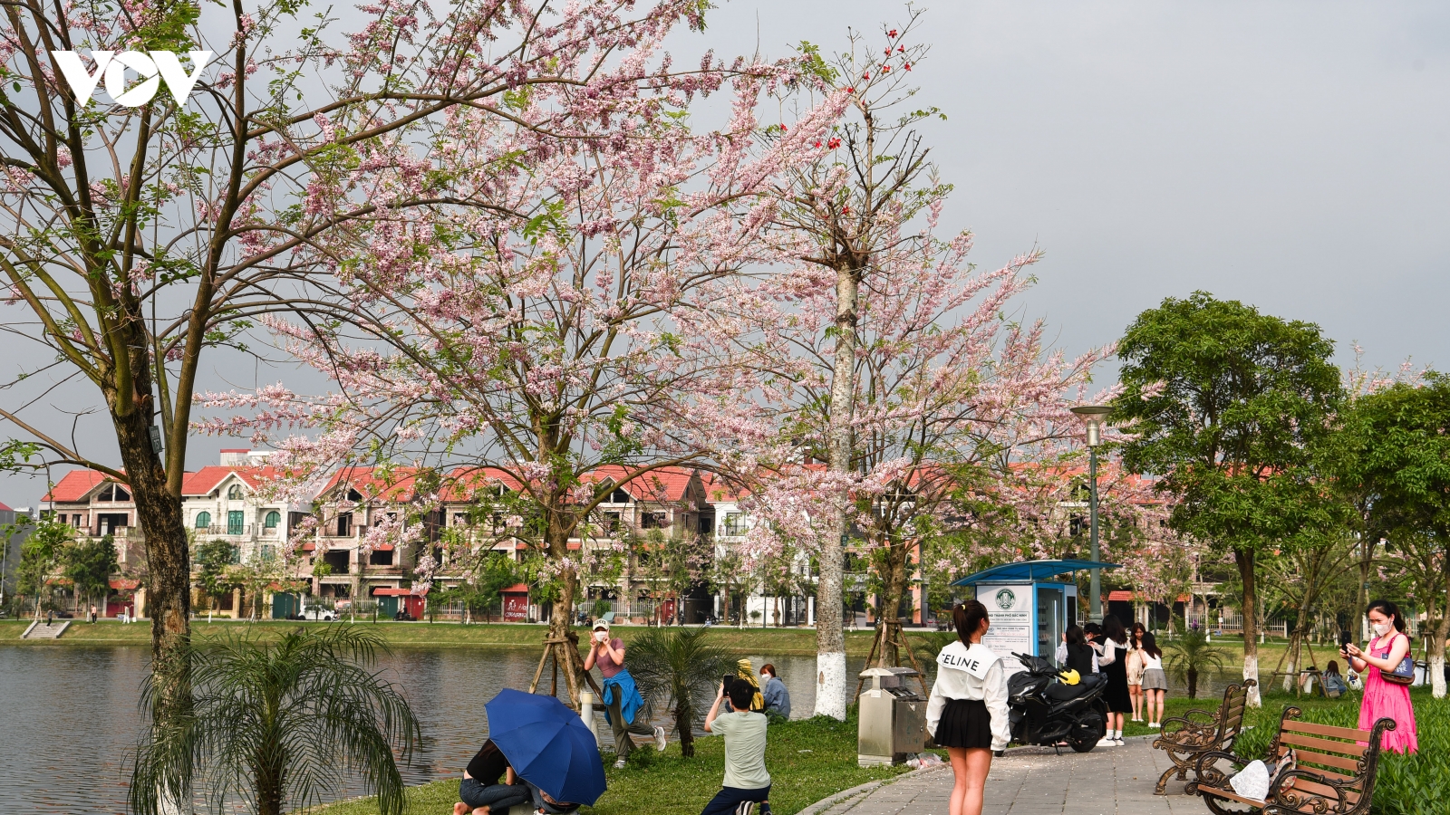 Chiêm ngưỡng hoa đỗ mai dịu dàng, lần đầu khoe sắc tại Bắc Ninh
