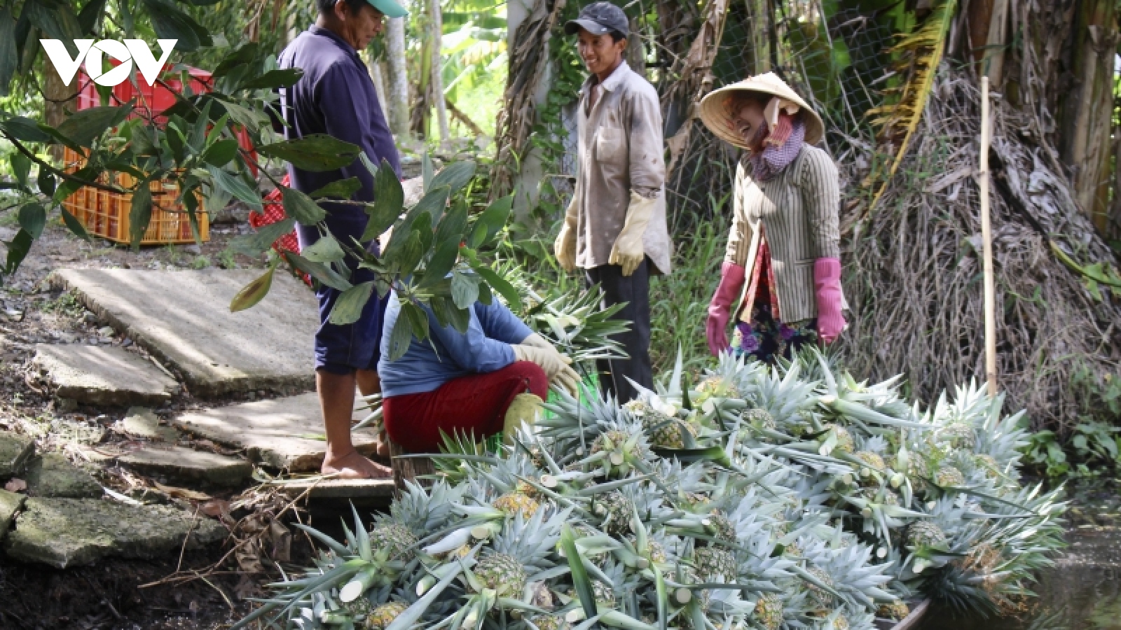 Nông dân vùng đất trũng vươn lên khá giàu nhờ chuyển đổi cây trồng